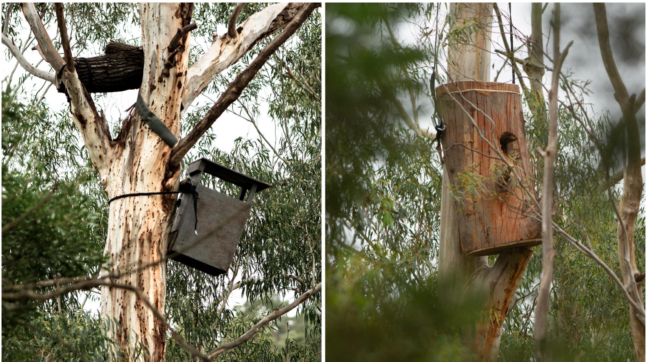 Fig. 12. Left: A nest box installed in an urban-fringe context (Knox, Melbourne). Right: A carved log installed in the same context 