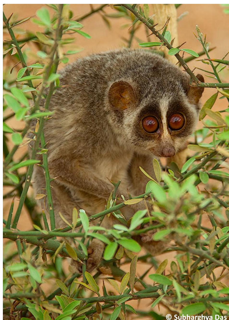 (PDF) A review of research on the distribution, ecology, behaviour, and ...