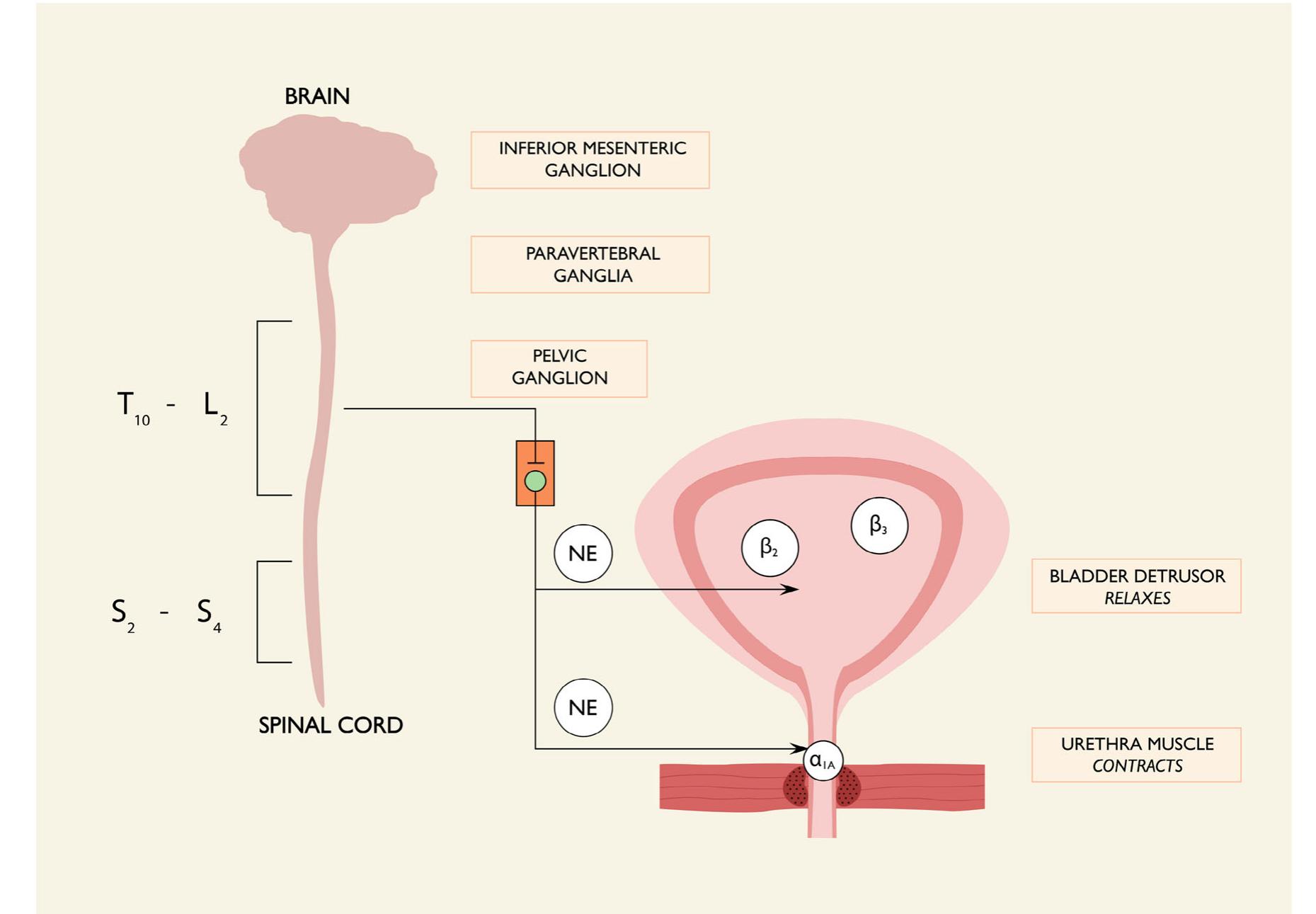 (PDF) A structured review on the female urethral anatomy and ...