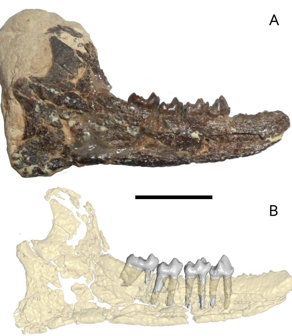 (PDF) Holotype specimen of Donrussellia magna, an adapiform primate ...