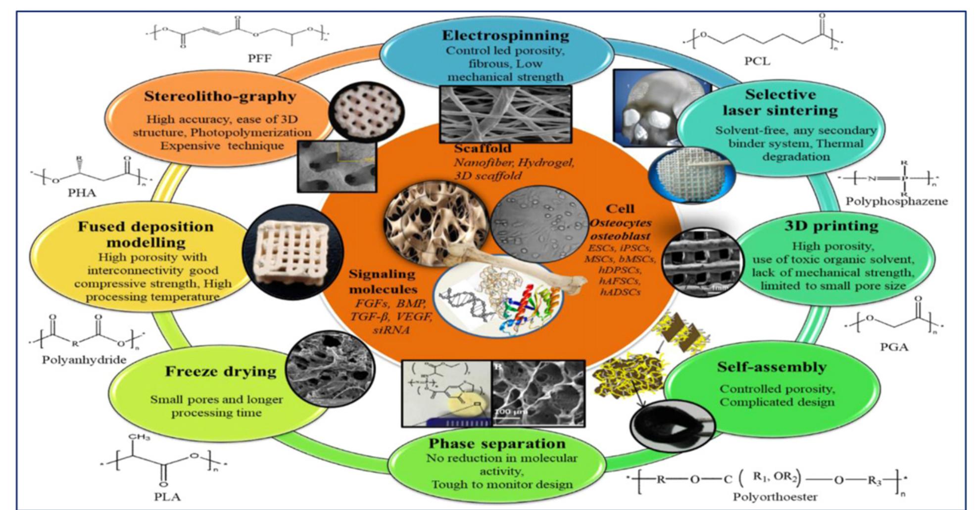 (PDF) A Review on Biodegradable Polymeric Materials for Bone Tissue ...