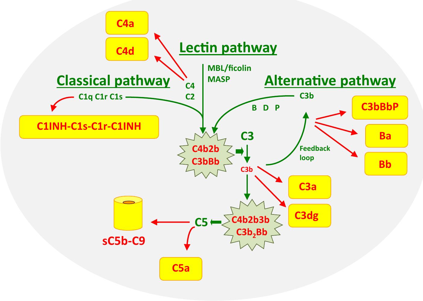 (PDF) Clinical Complement Analysis—An Overview