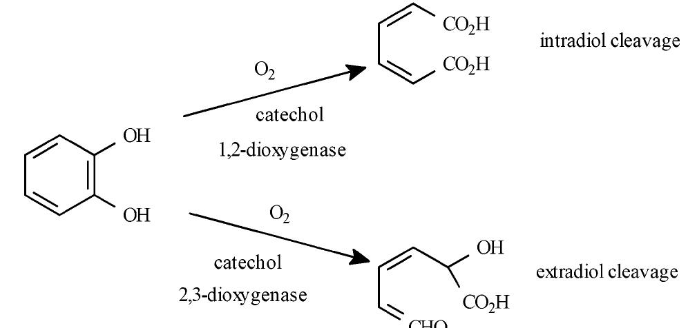 Modes of catechol cleavage catalyzed by catechol 1,2-