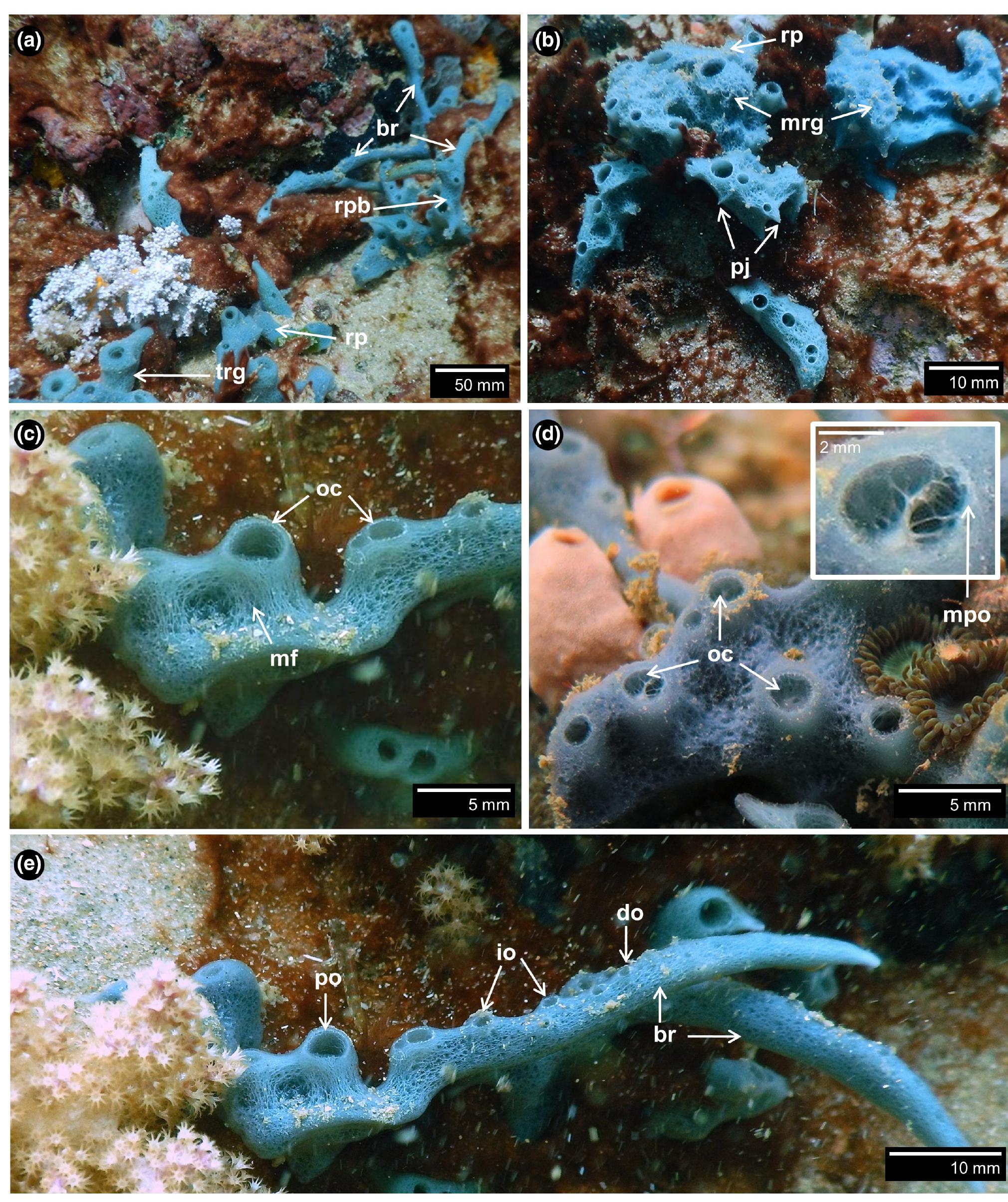 Sponge Ultrastructure (PDF) Anatomy and ultrastructure of the tropical sponge Cladocroce ...