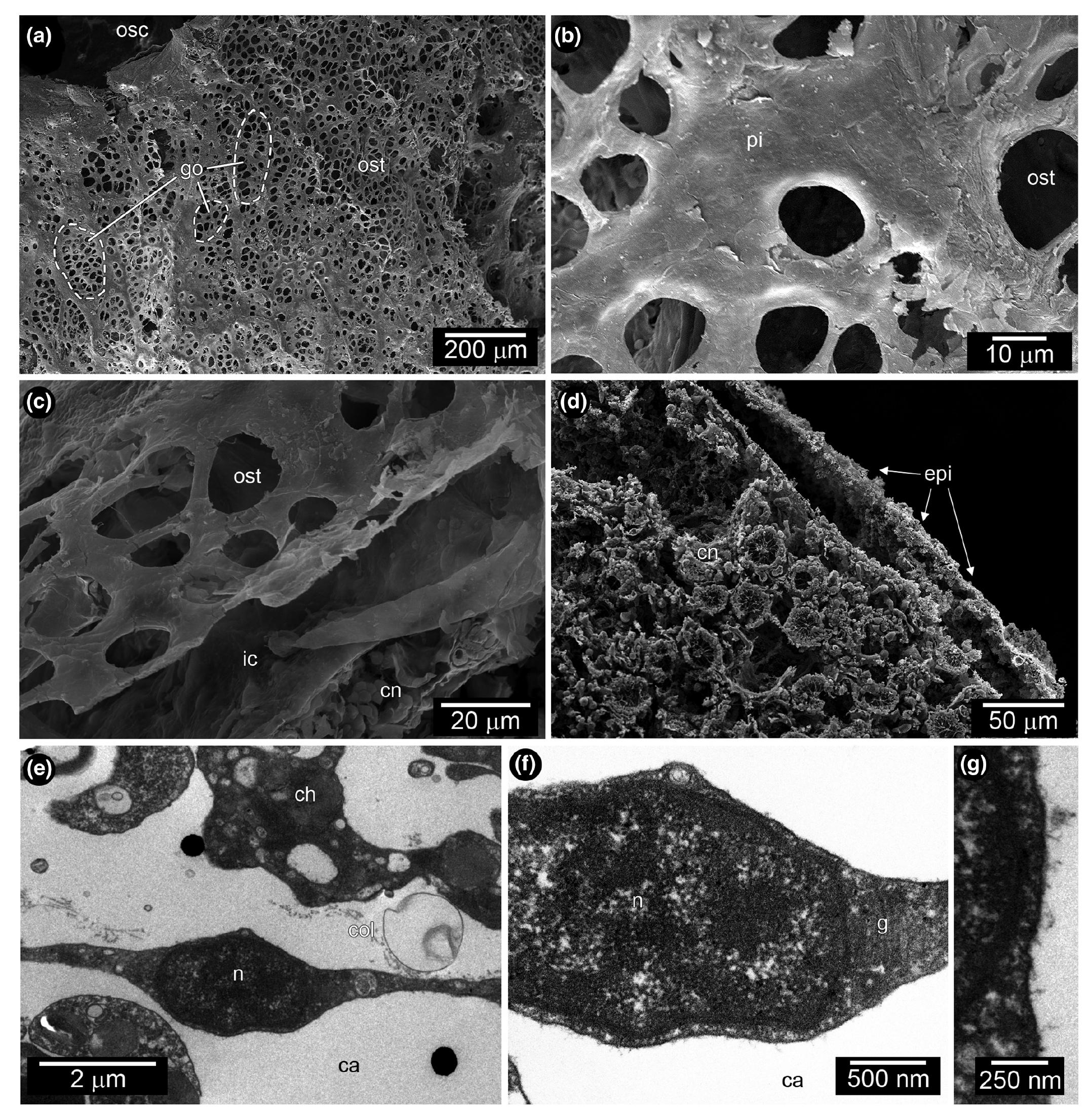 Sponge Ultrastructure (PDF) Anatomy and ultrastructure of the tropical sponge Cladocroce ...