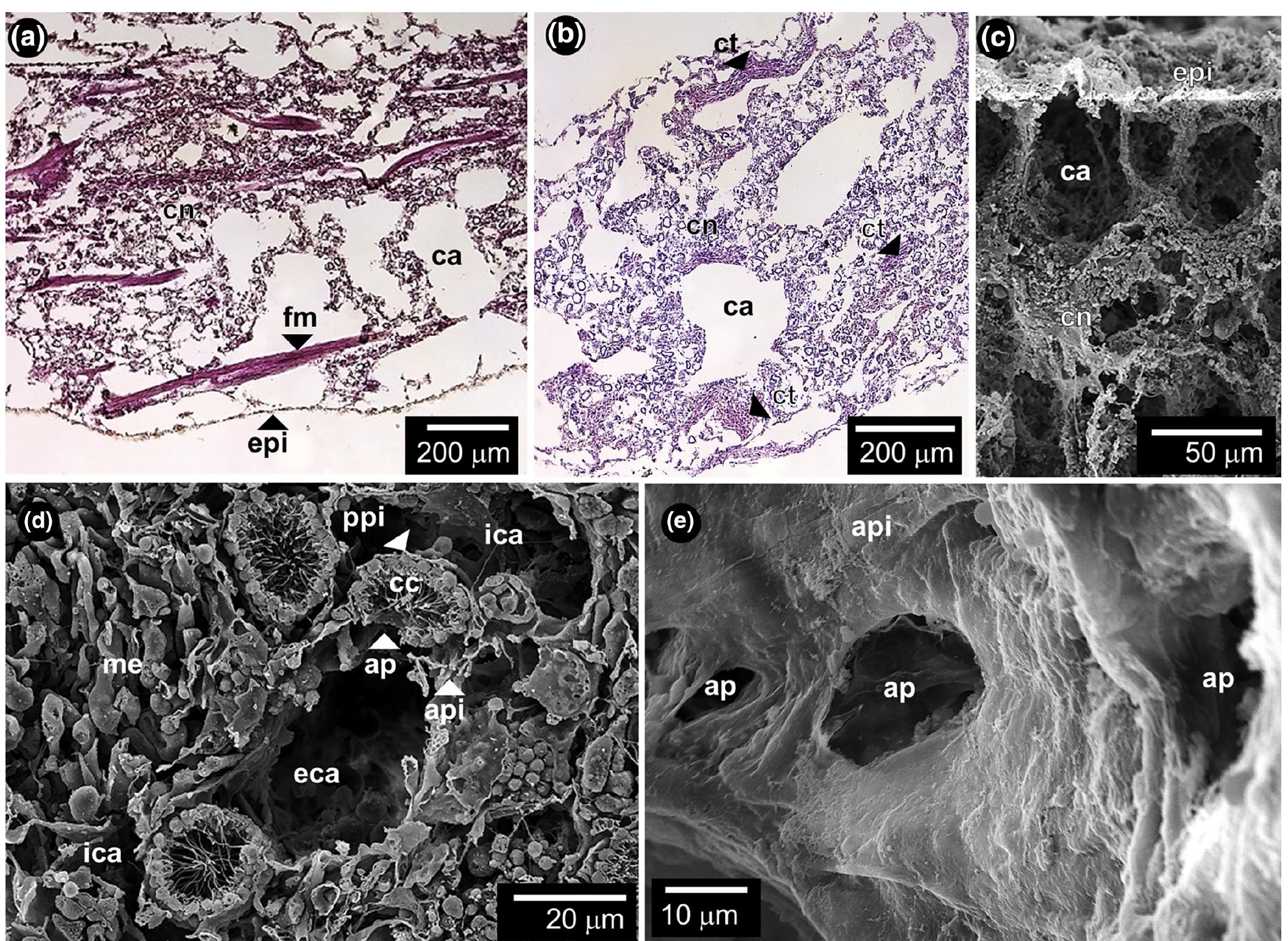 Sponge Ultrastructure (PDF) Anatomy and ultrastructure of the tropical sponge Cladocroce ...