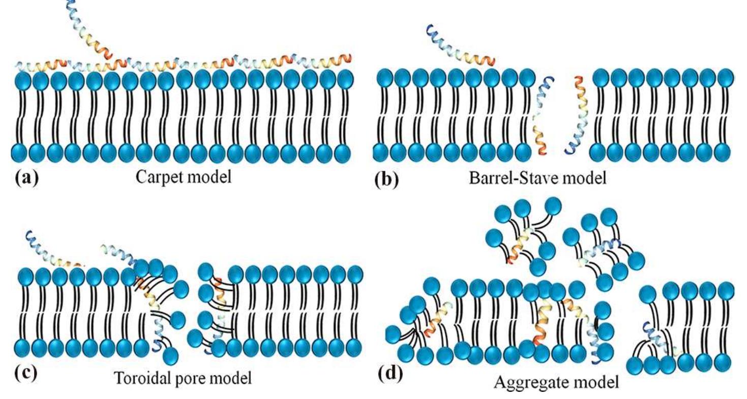 Schematic representation of the potential mechanism of