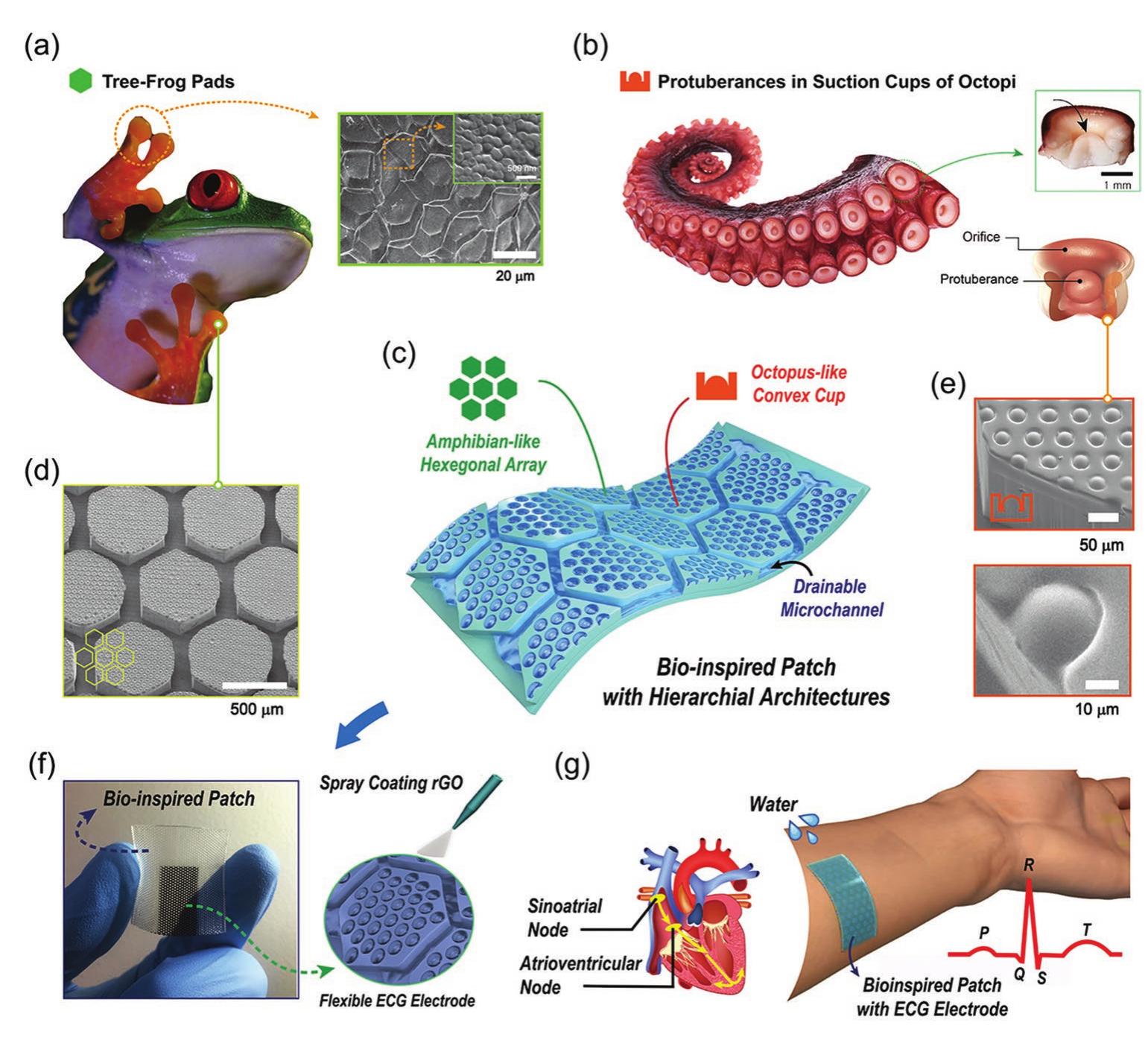 Bioinspired hierarchical hexagonal microstructures. a)