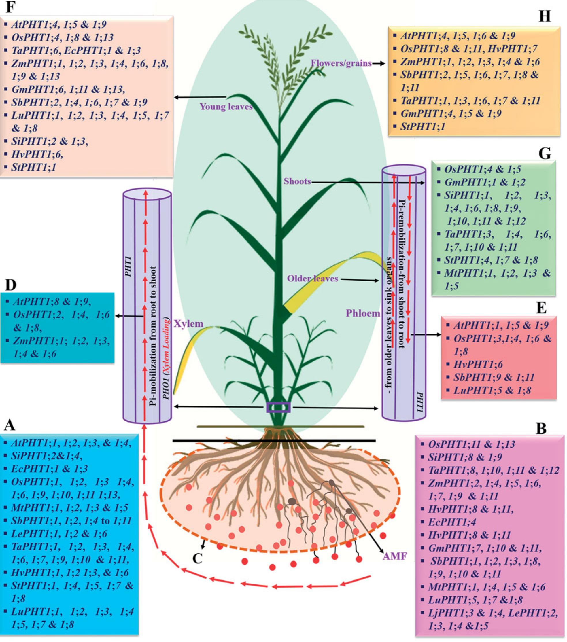 (PDF) The Role of PHT1 Family Transporters in the Acquisition and ...