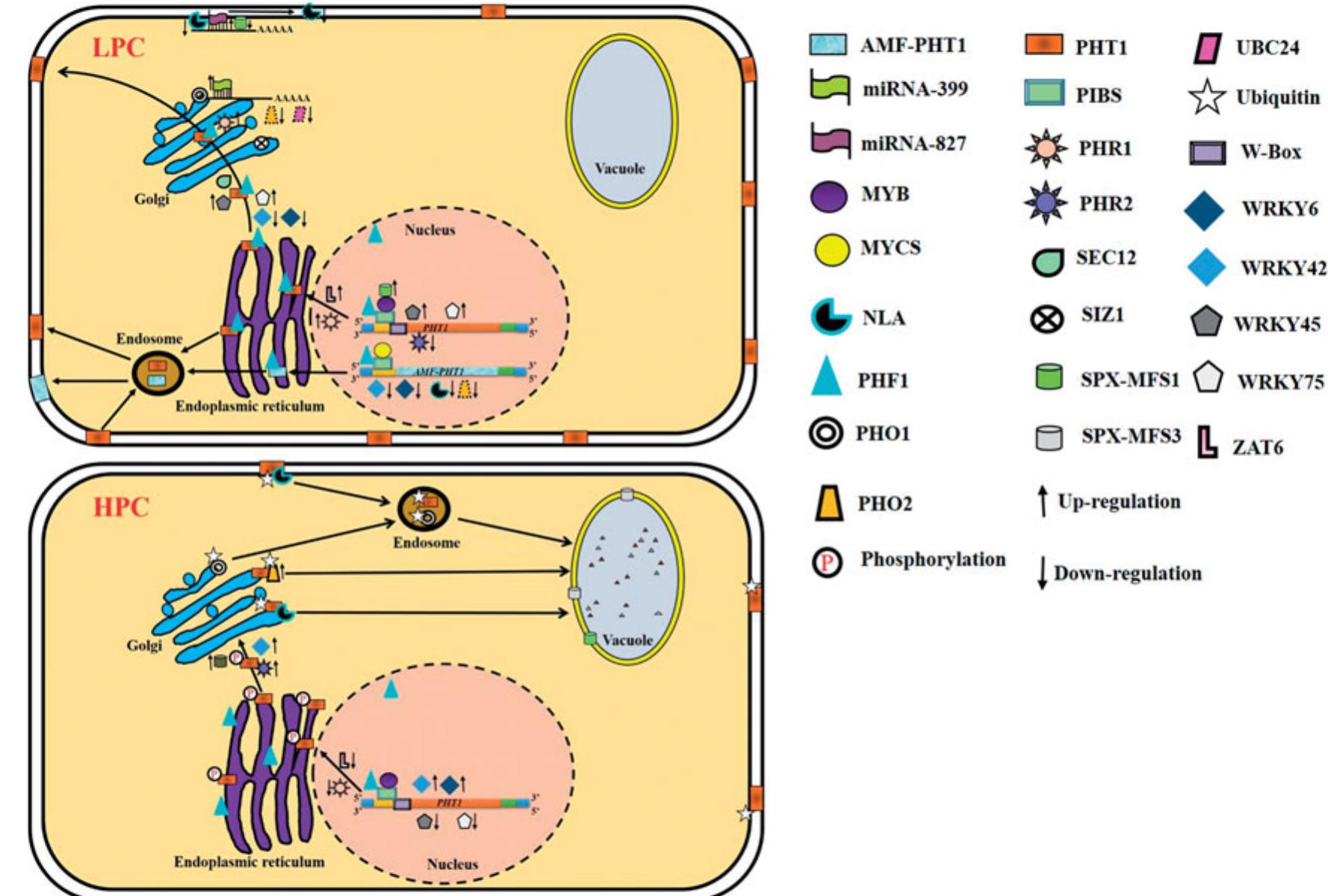 (PDF) The Role of PHT1 Family Transporters in the Acquisition and ...