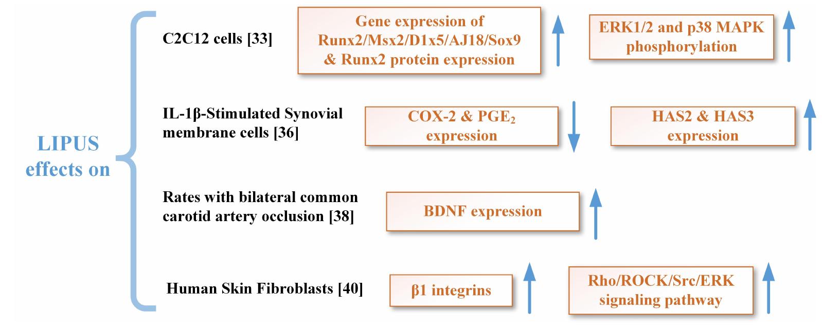 (PDF) A Review of Low-Intensity Pulsed Ultrasound for Therapeutic ...