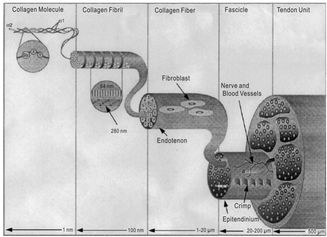Human Native Collagen Figure 46 - from Mechanical properties of collagen fibrils