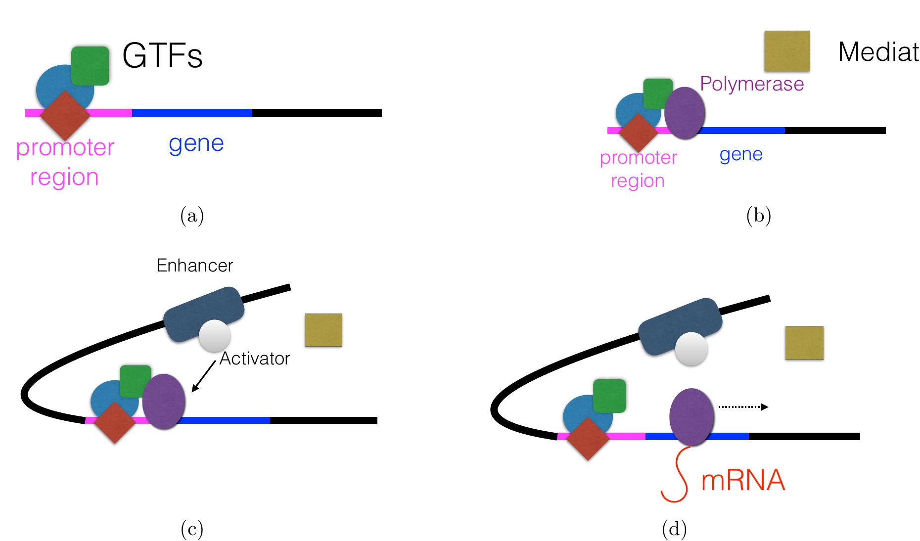 Figure 3 - from Understanding the mechanisms of robustness