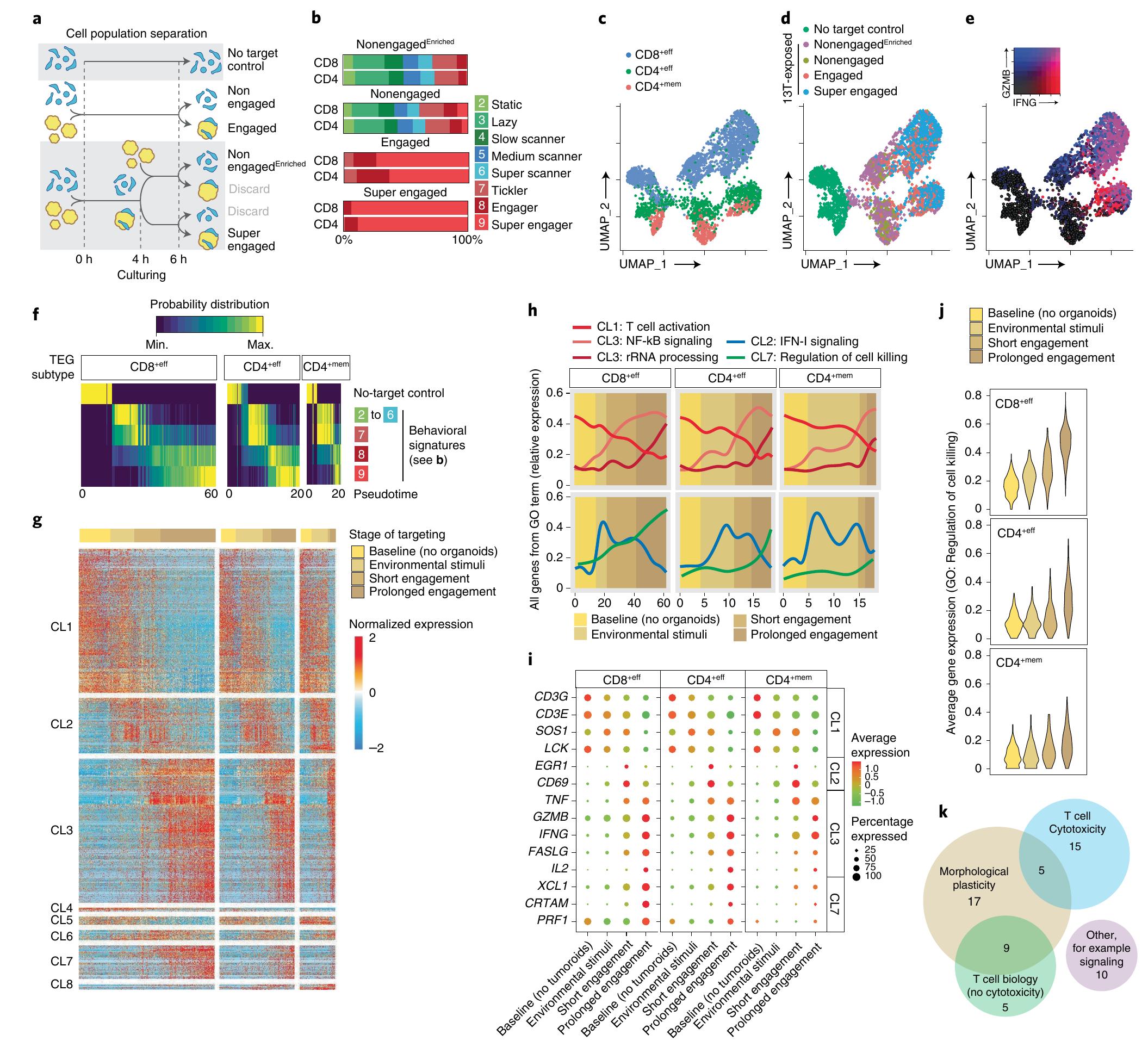 Super Engagers (PDF) Uncovering the mode of action of engineered T cells in patient ...
