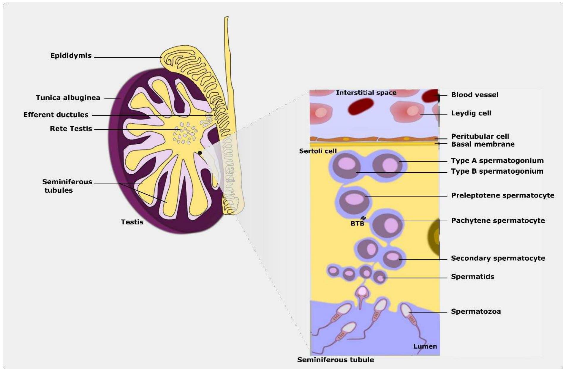 Human Testaceous 1 schematic simplified representation of the human testis
