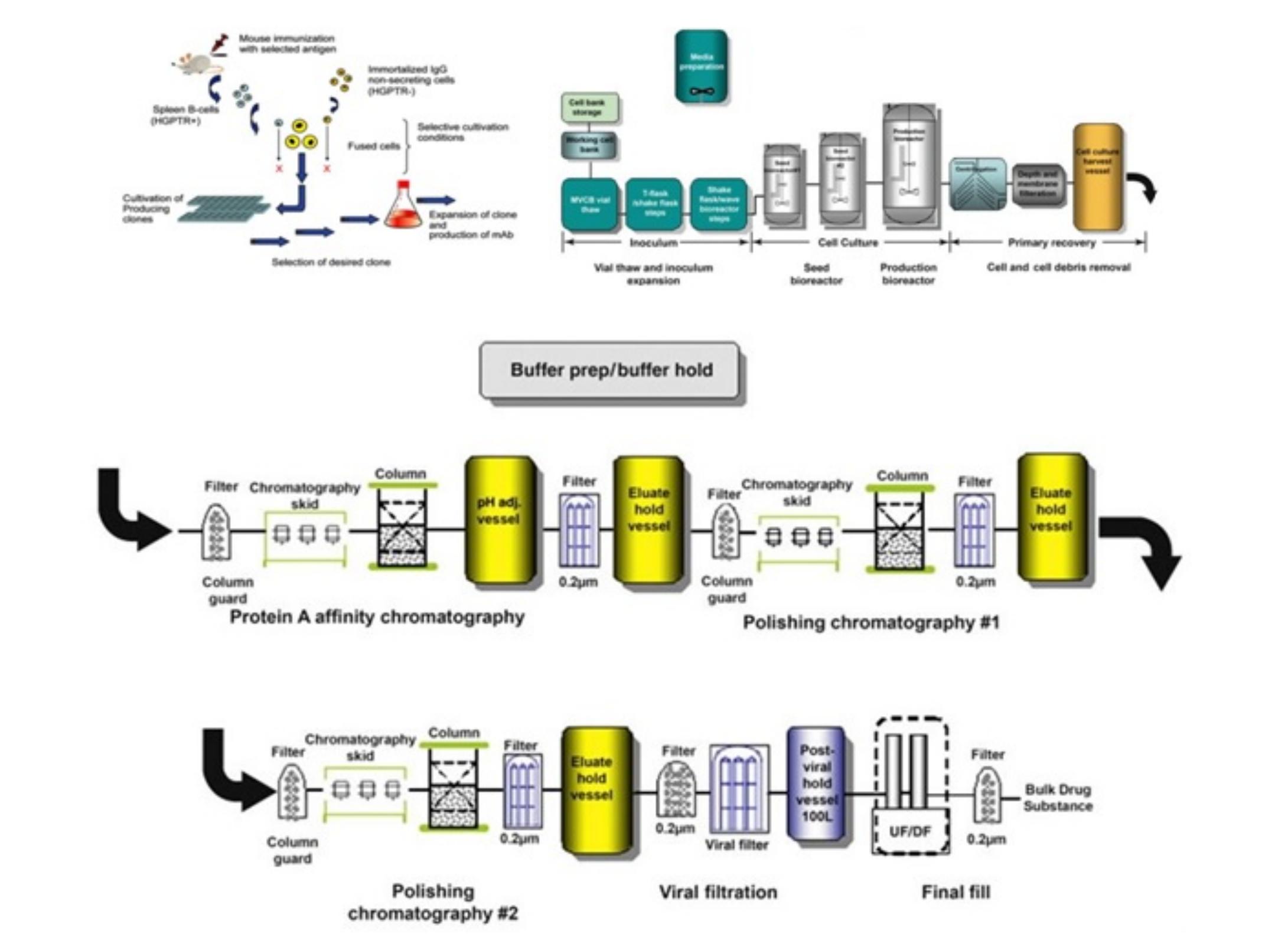(PDF) The Best IgG Subclass for the Development of Therapeutic ...