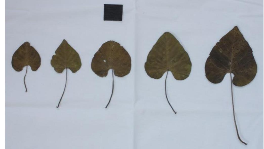Ten Commonly growing species belonging to four genera of family Convolvulaceae from Vadodara, Gujarat, India were selected for the above study. Identification of selected taxa was done through routine observation of reproductive structures and from available literature (Hooker, 1882; Cooke, 1958; Shah, 1978). Leaf development was tracked from initiation to maturity in order to identify how developmental trajectories diverge and what is conserved across species. Undamaged leaves of all the species from the initial stage of growth to the mature ones were collected and then dried in different stages of growth at different time. Leaves were kept into paper to blot dry and also to remain flat for further analysis. Then leaves were arranged from initial stage to mature one according to their size and shape. Freshly collected leaf specimens were placed on paper and color image of leaf outline of abaxial surface were captured with digital camera. The voucher specimens  were deposited in BARO herbarium, department of Botany, The M S University of Baroda, Vadodara. (BARO/KO 21, 34, 41, 52, 61, 71, 79, 86, 91, 96)   Figure 1: Arrangement of Leaves for Processing (Black square is scale of 30mm x 30mm) 