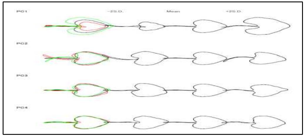 The study reveals that among the first five significant principal components scores of the coefficient of leaf mean shape, the major proportion of total variation was found in the first three principal components only. In terms of shape variables, the first three principal components accounted for over 80% of the total variance and described distinct andeasily recognized trends of leaf outline shape change. The next 3 principal components expressed ambiguous shape variations, and which were not easily figure out visually. The variations refer for the surrounding of the notch separating the posterior lobes in the base of the leaves and the correlation of leaf length to width respectively. Shape variations of the first three PCs of each species are described in Table | and also can be seen in Figure 2.  Table 1: Principal Component Analysis and Eigen value matrix  