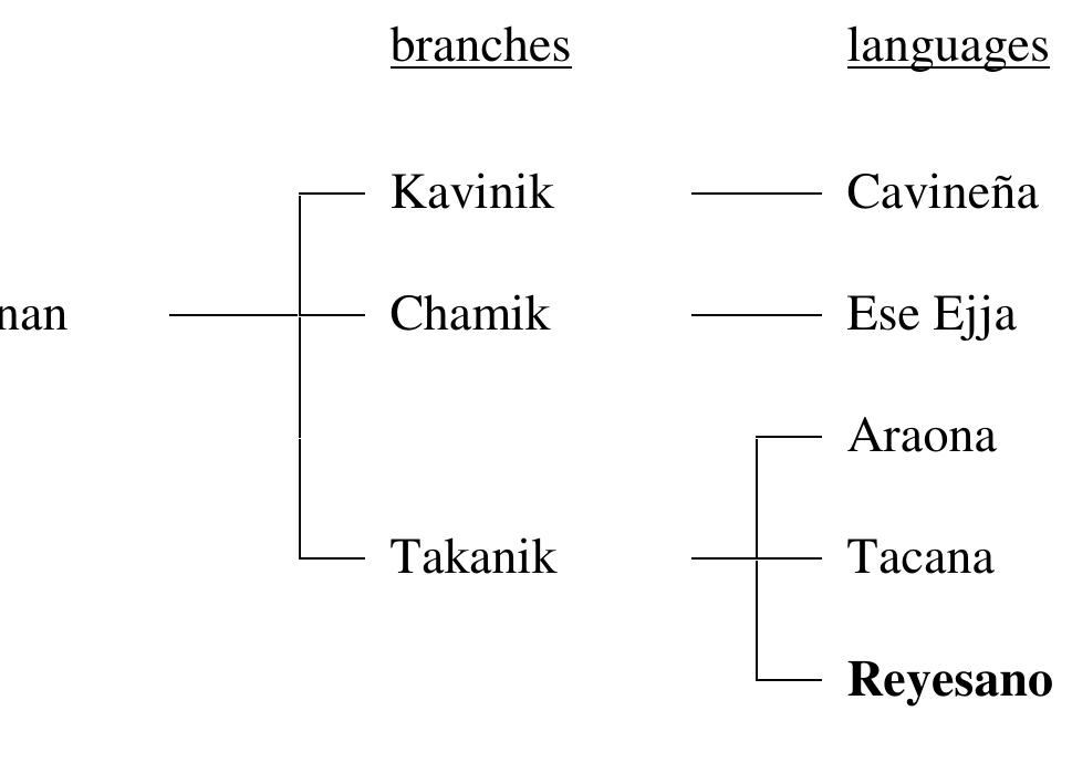 Reyesano has an argument-coding system which 1s very unusual for a Takanan language, with its lack of an ergative case marking system and its presence of verbal prefixes for indexing SAP. The Reyesano system of per- son prefixes is not only unusual from a Takanan viewpoint, it is also note- worthy from a typological perspective. As illustrated in (1), the way these verbal prefixes are selected to cross-reference the arguments of transitive verbs is done through what is known as ‘hierarchical agreement / indexa- tion’ (DeLancey 1981; this volume), i.e. according to a set of rules primarily based on the relative ranking of the arguments on a person hierarchy (2>1>3 in the case of Reyesano) rather than on their grammatical functions (A vs.  O).4 