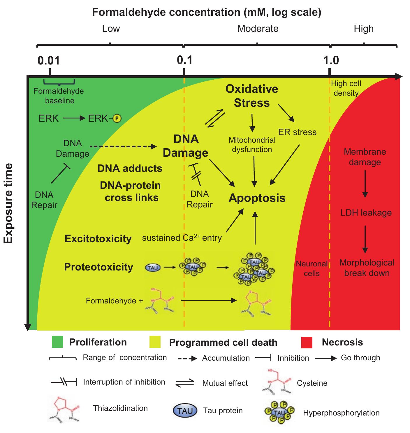 Formaldehyde Cell (PDF) The Role of Formaldehyde in Cell Proliferation and Death