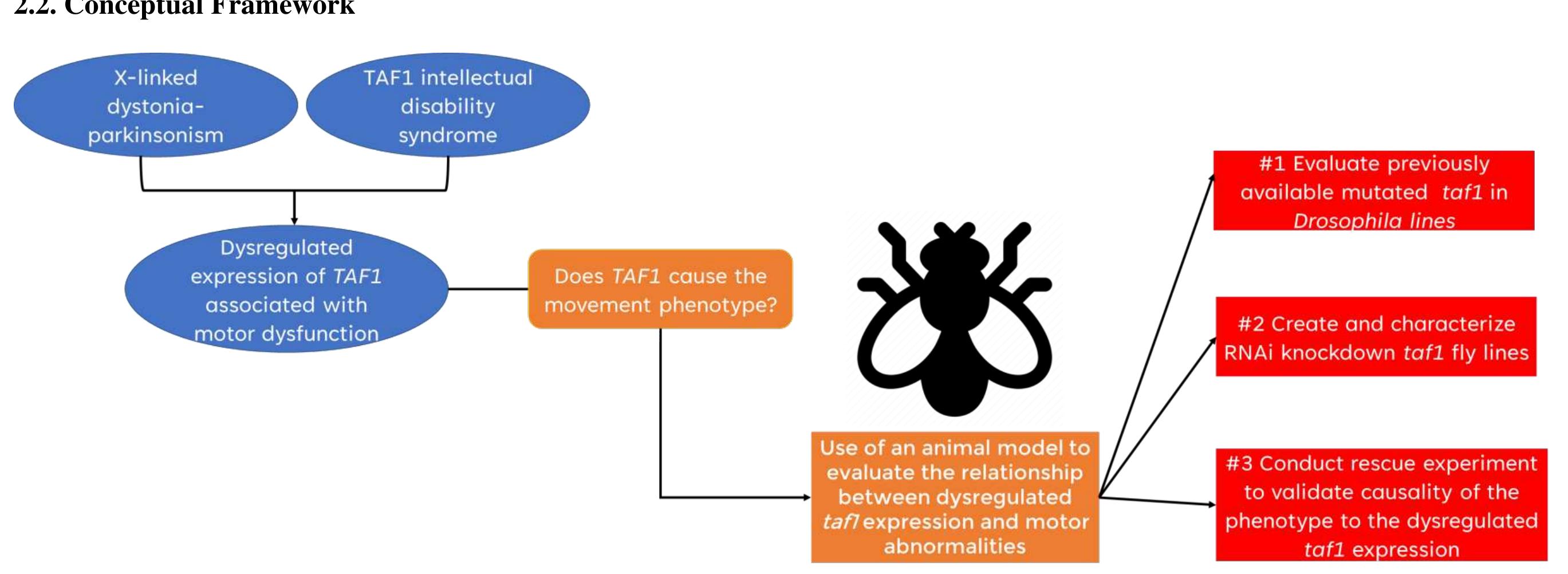 Figure 7 - Development of a Drosophila melanogaster model of