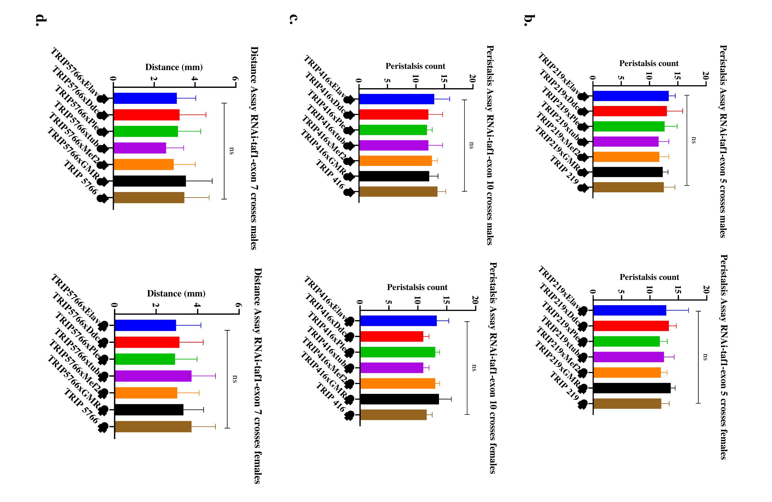 Figure 22 - Development of a Drosophila melanogaster model