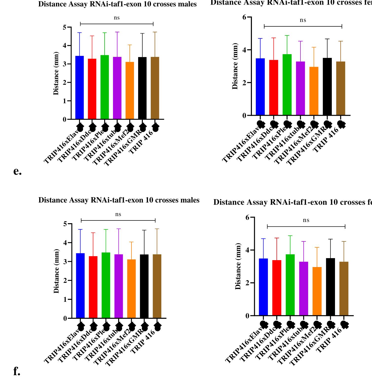 Figure 23 - Development of a Drosophila melanogaster model
