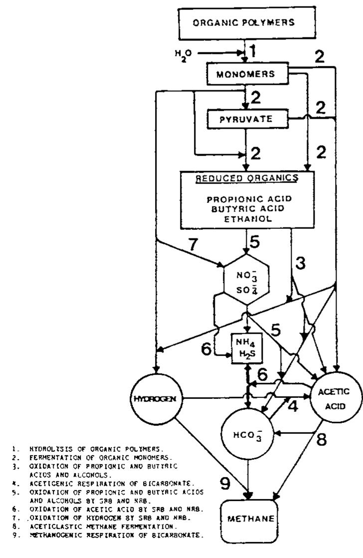 Schematic representation of the substrate-linked redox