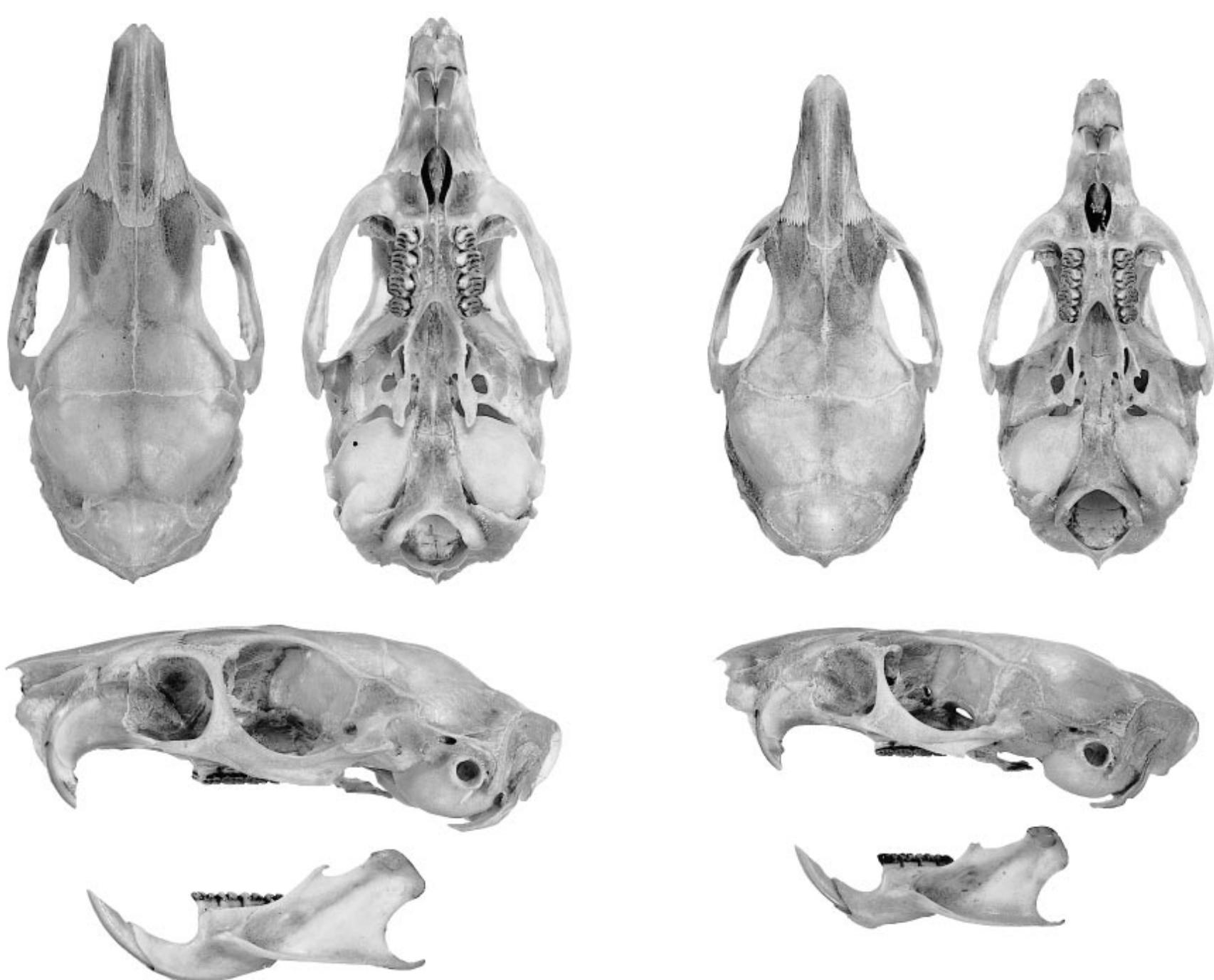 Proechimys Dorsal, ventral, and lateral views of skulls of proechimys