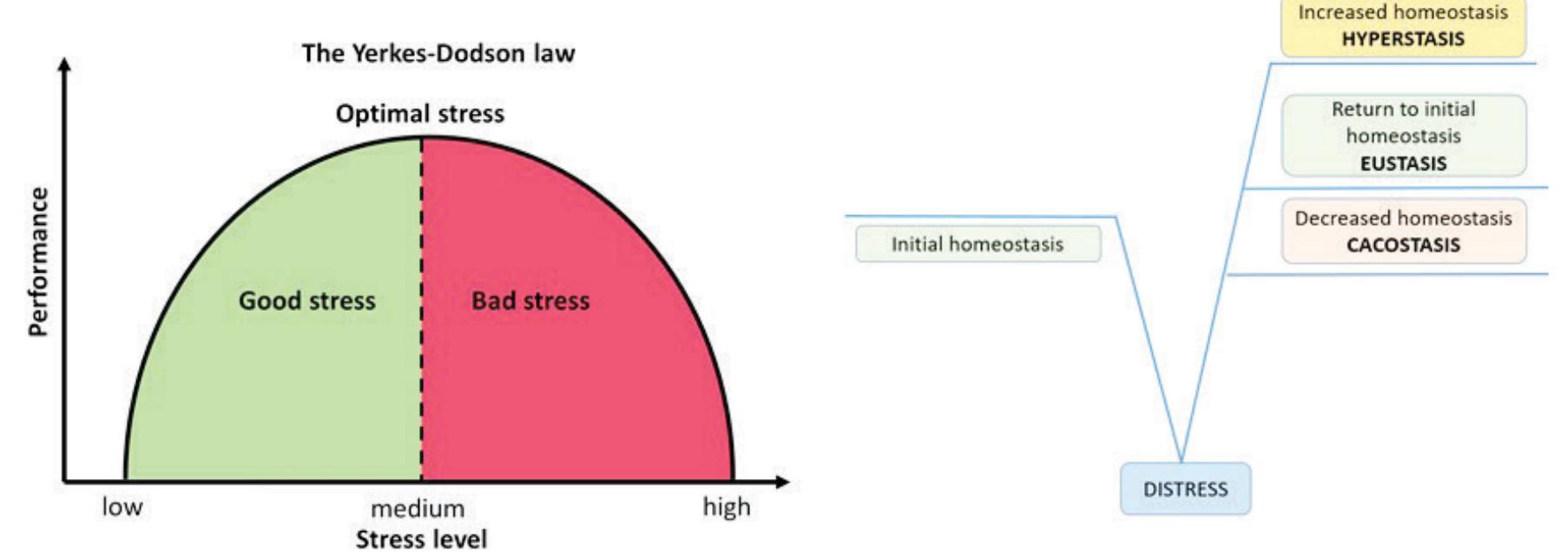 (PDF) Neurophysiology of stress: From historical to modern approach