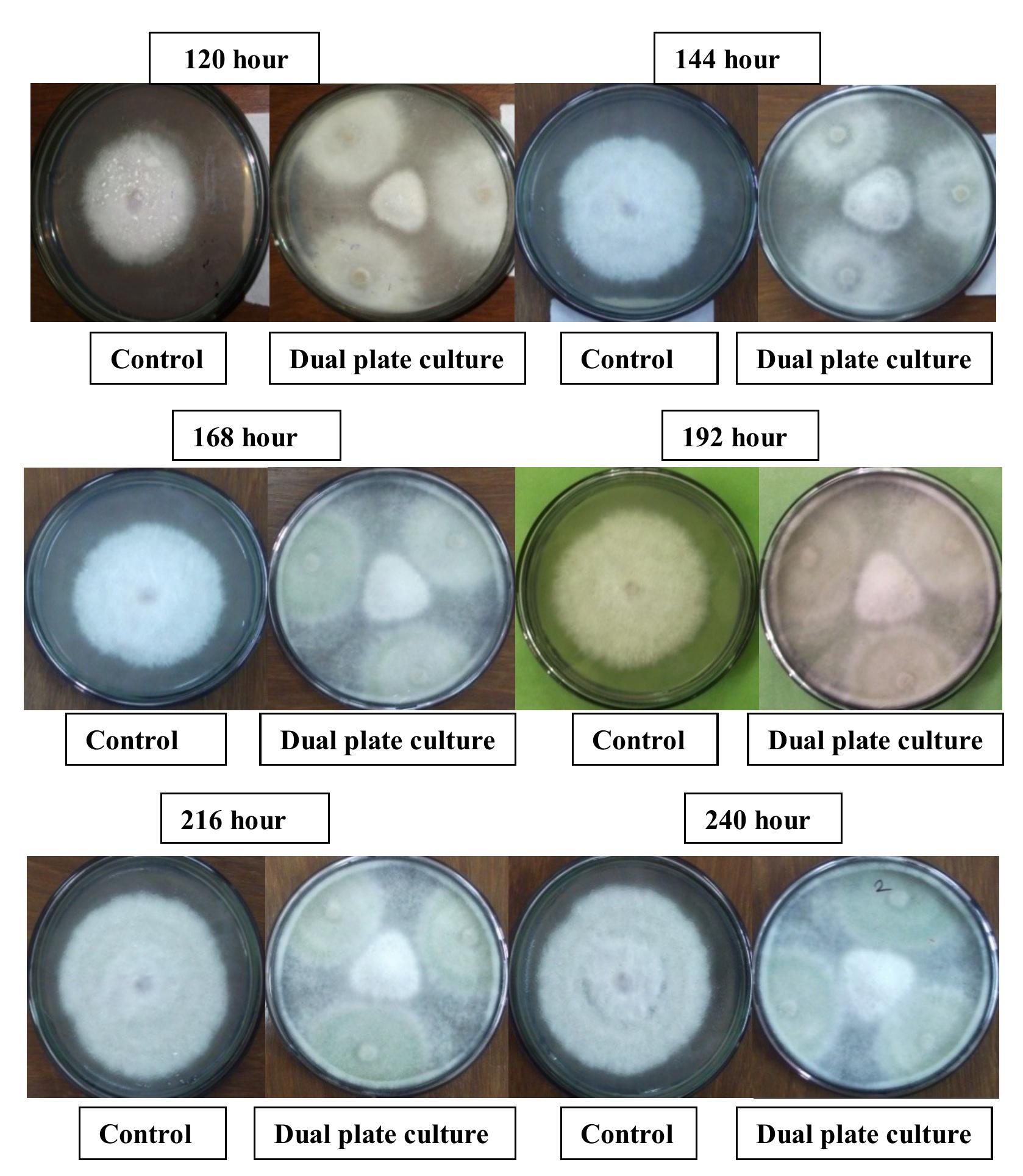(PDF) In Vitro Evaluation of Trichoderma Harzianum (Rifai.) Against ...