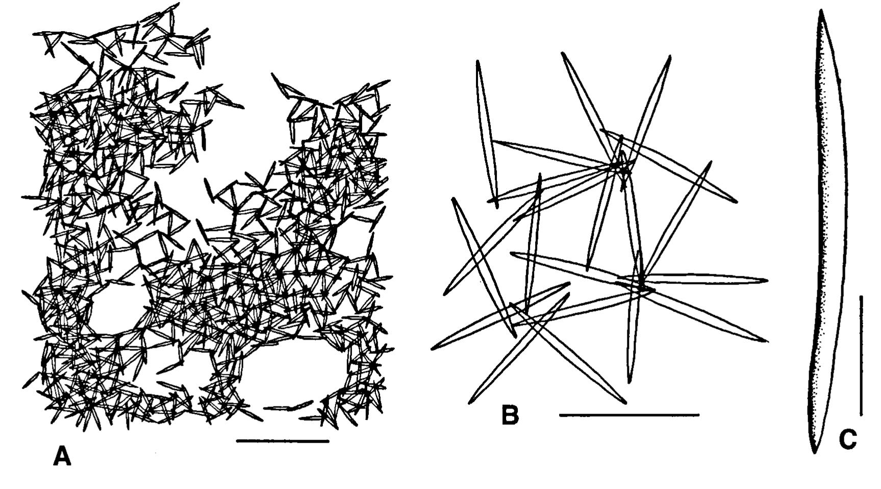 (PDF) Haliclona (Halichoclona) van soesti n.sp., a new chalinid sponge ...