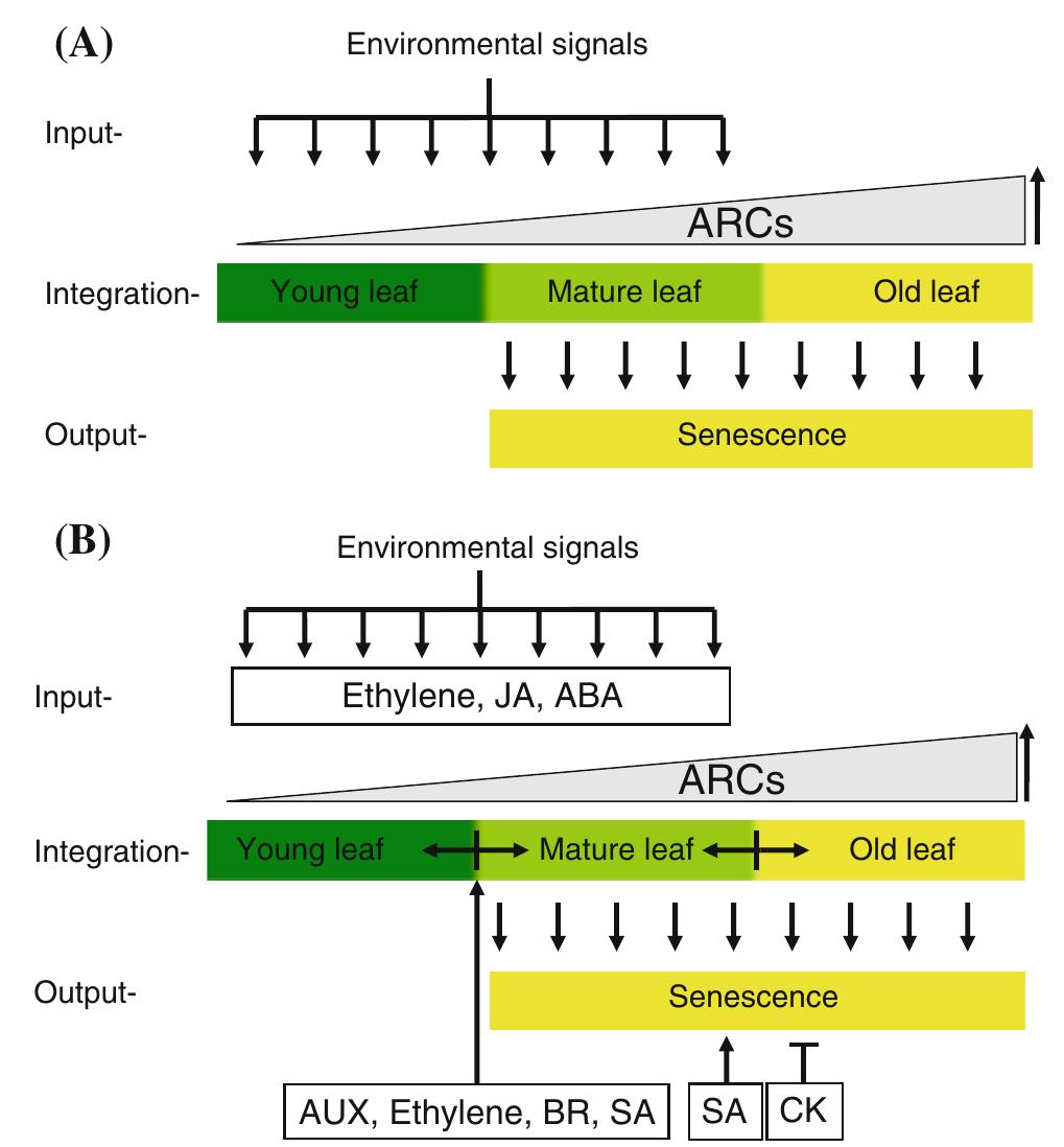 (PDF) Hormonal regulation of leaf senescence through integration of ...