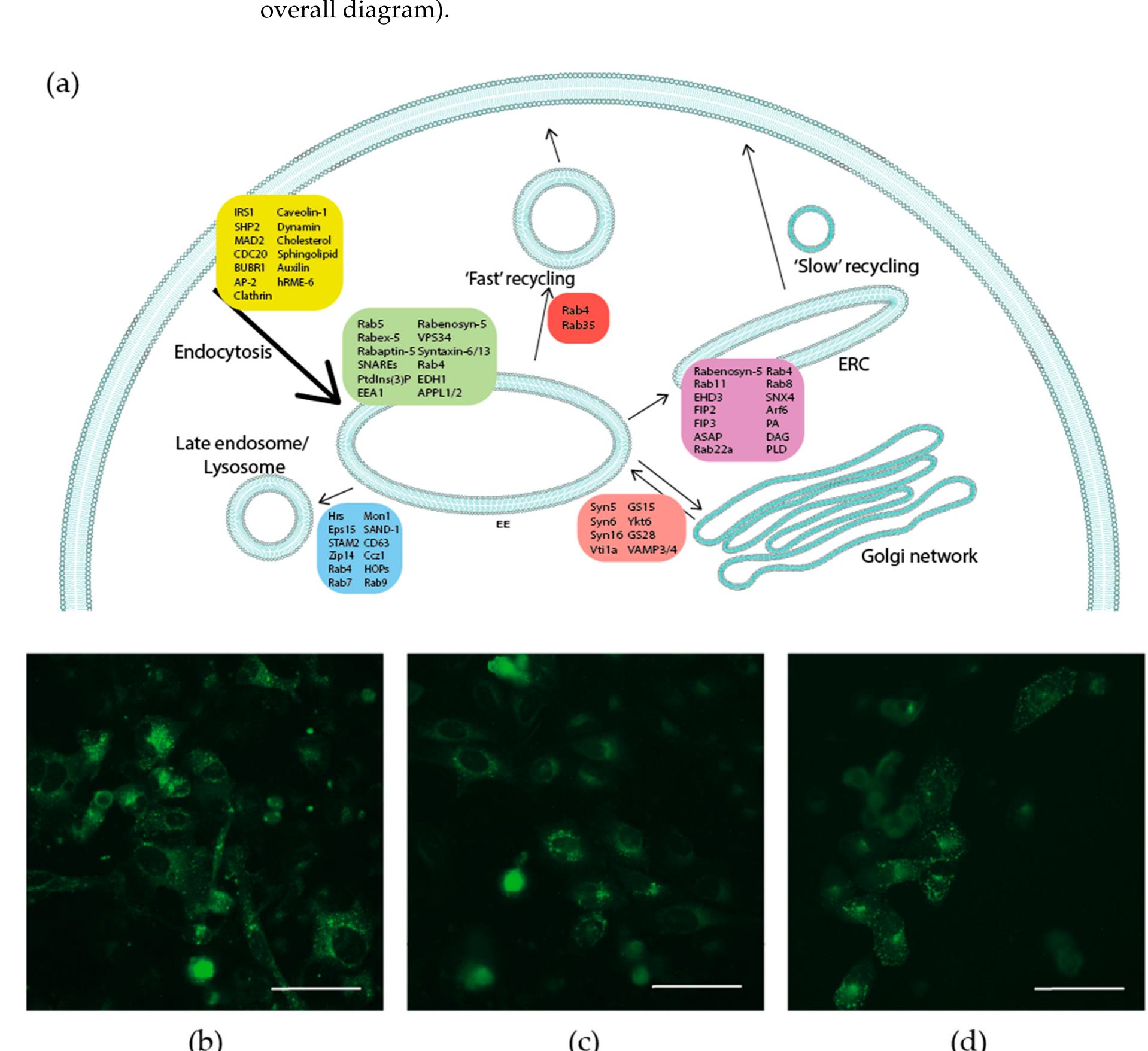 Figure 2 - from Revising Endosomal Trafficking under Insulin