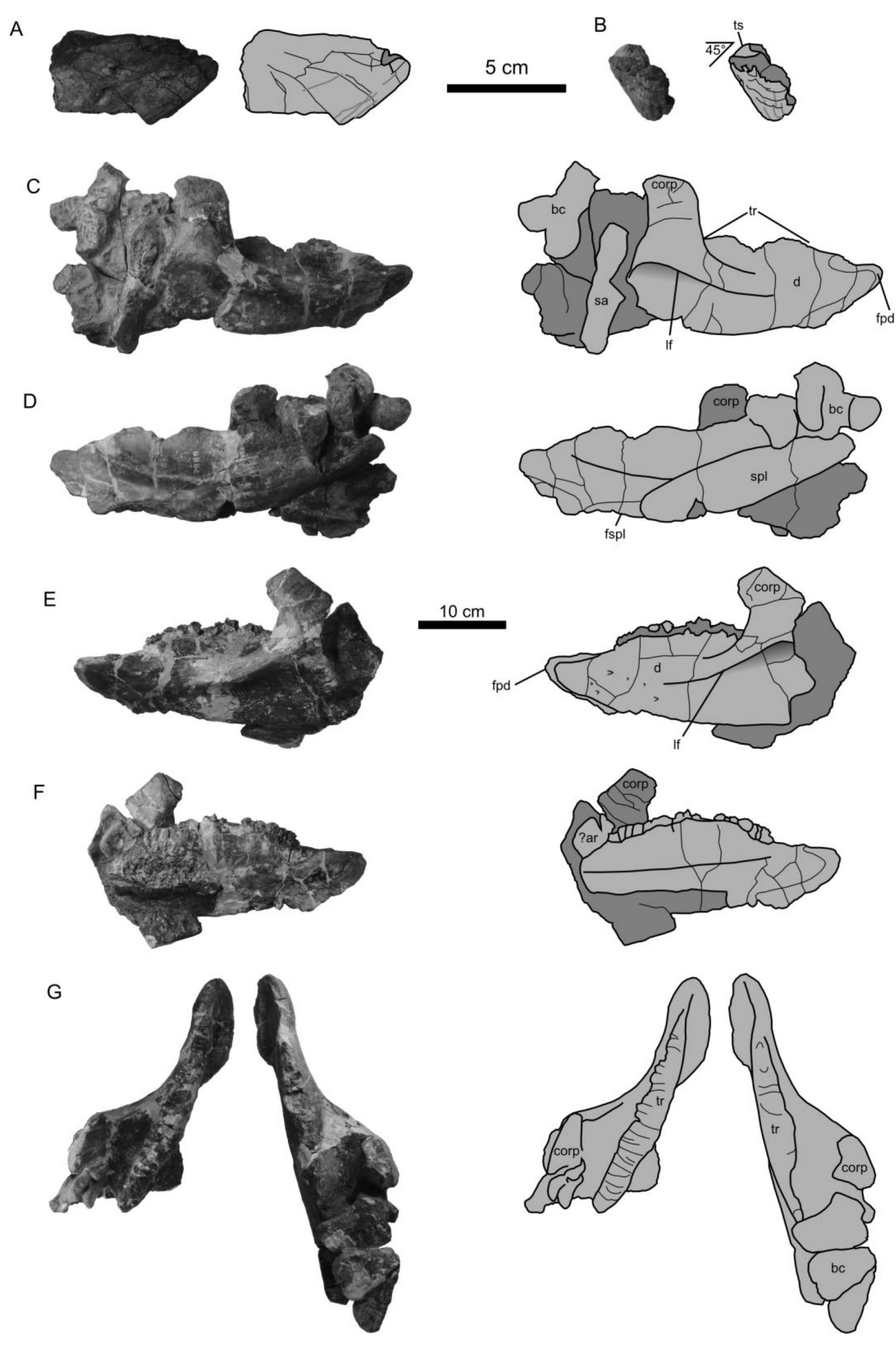 Predentary (PDF) Skull ontogeny in Arrhinoceratops brachyops (Ornithischia ...
