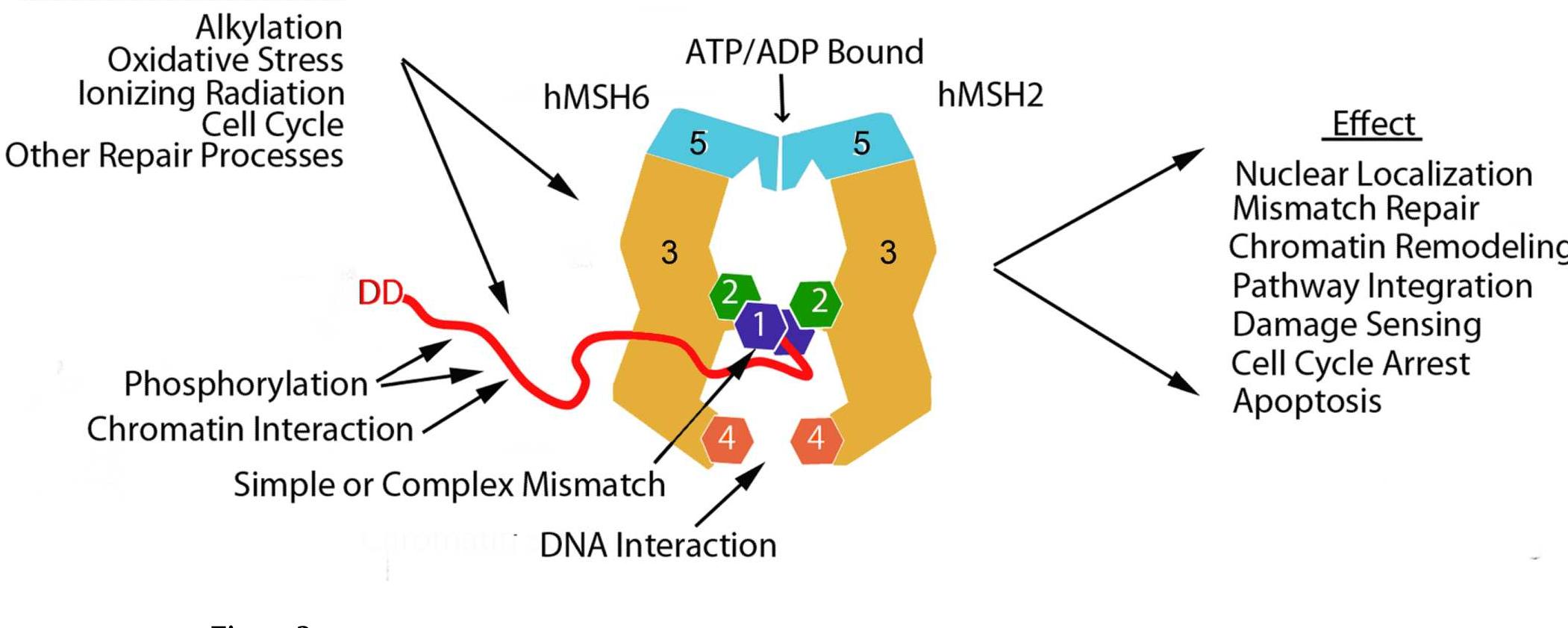 PDF) Structural, molecular and cellular functions of MSH2