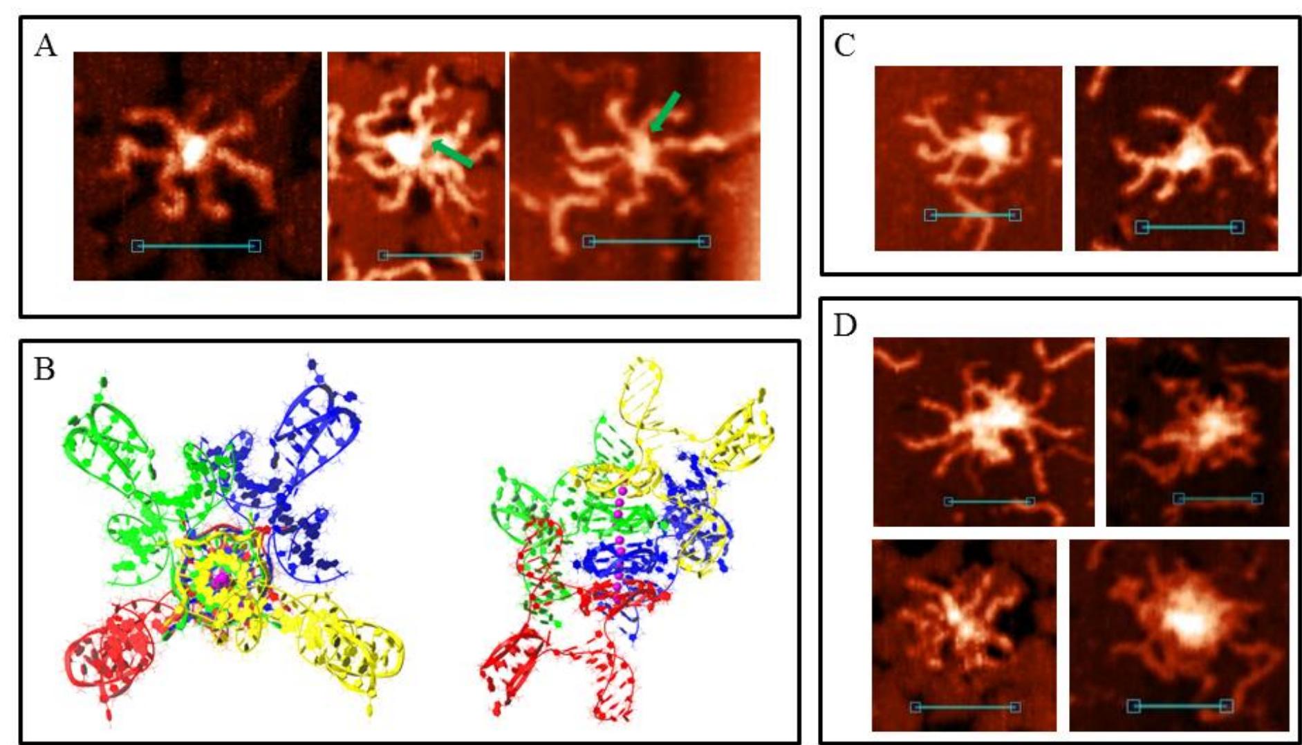 Multimeric Complexes (PDF) Spontaneous DNA synapsis by forming noncanonical intermolecular ...