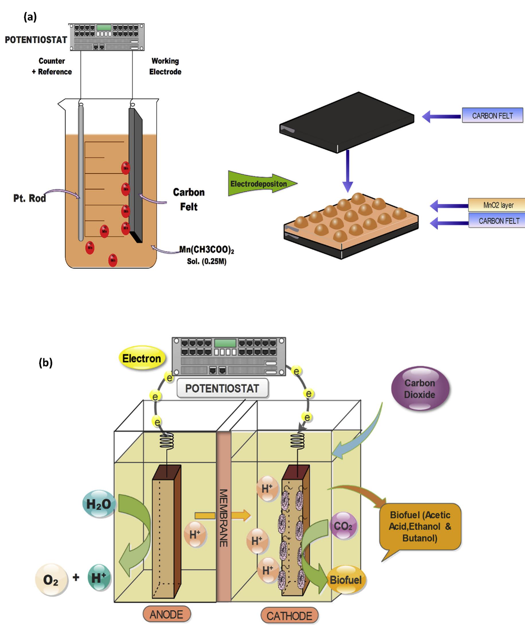 (a) schematic diagram illustrating the modification of