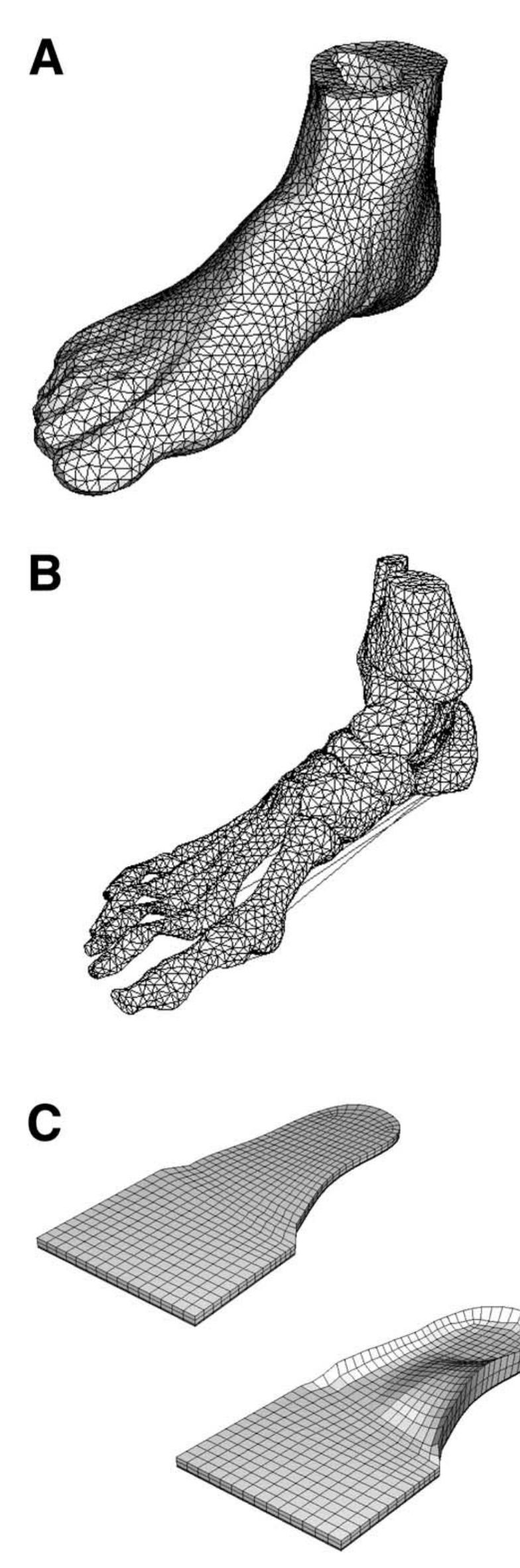 (PDF) A 3-dimensional finite element model of the human foot and ankle ...