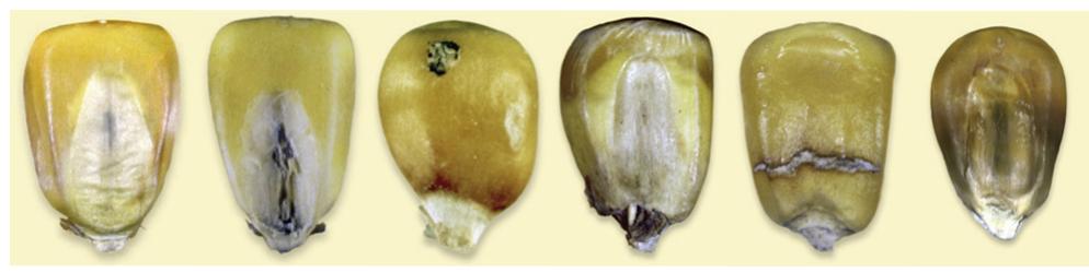 (PDF) Automatic corn (Zea mays) kernel inspection system using novelty ...