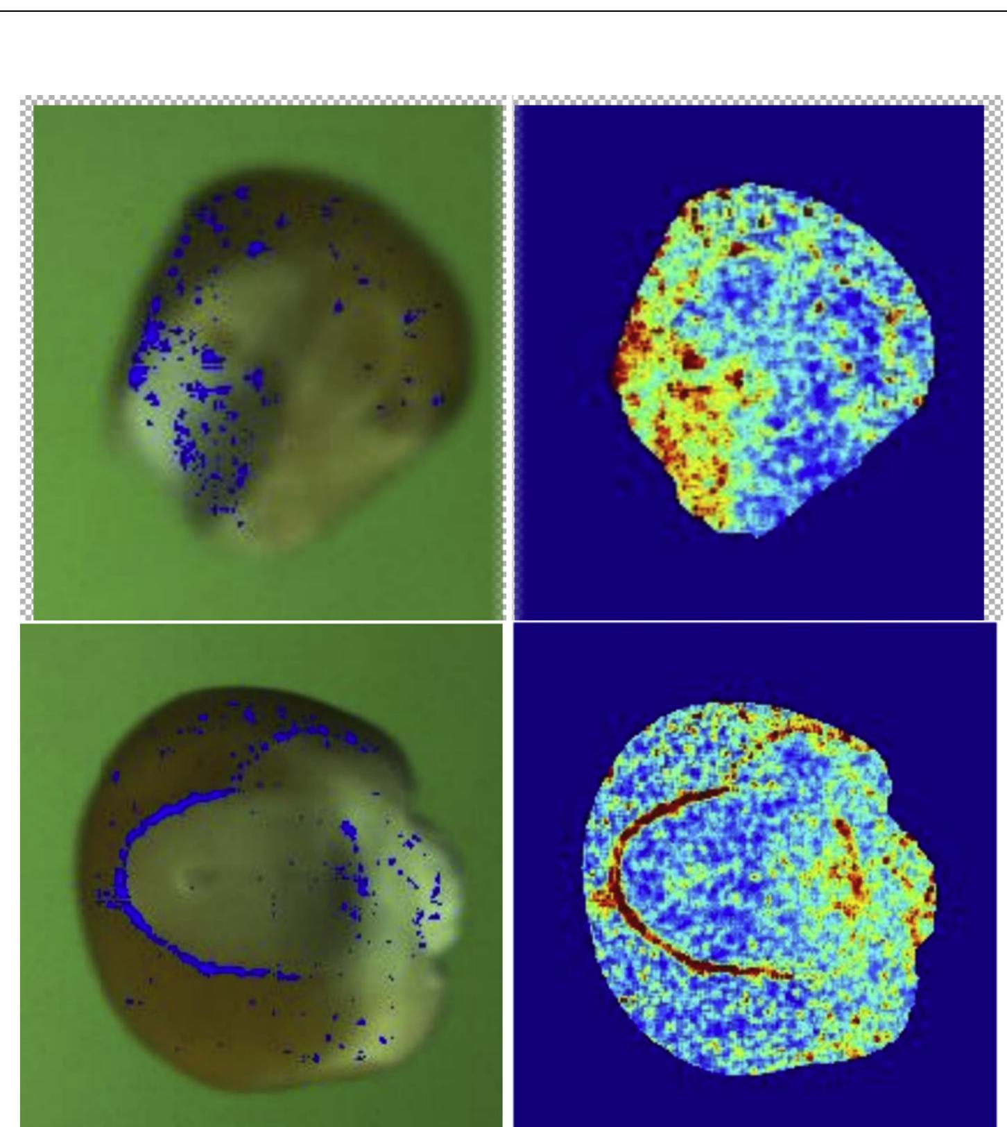 (PDF) Automatic corn (Zea mays) kernel inspection system using novelty ...