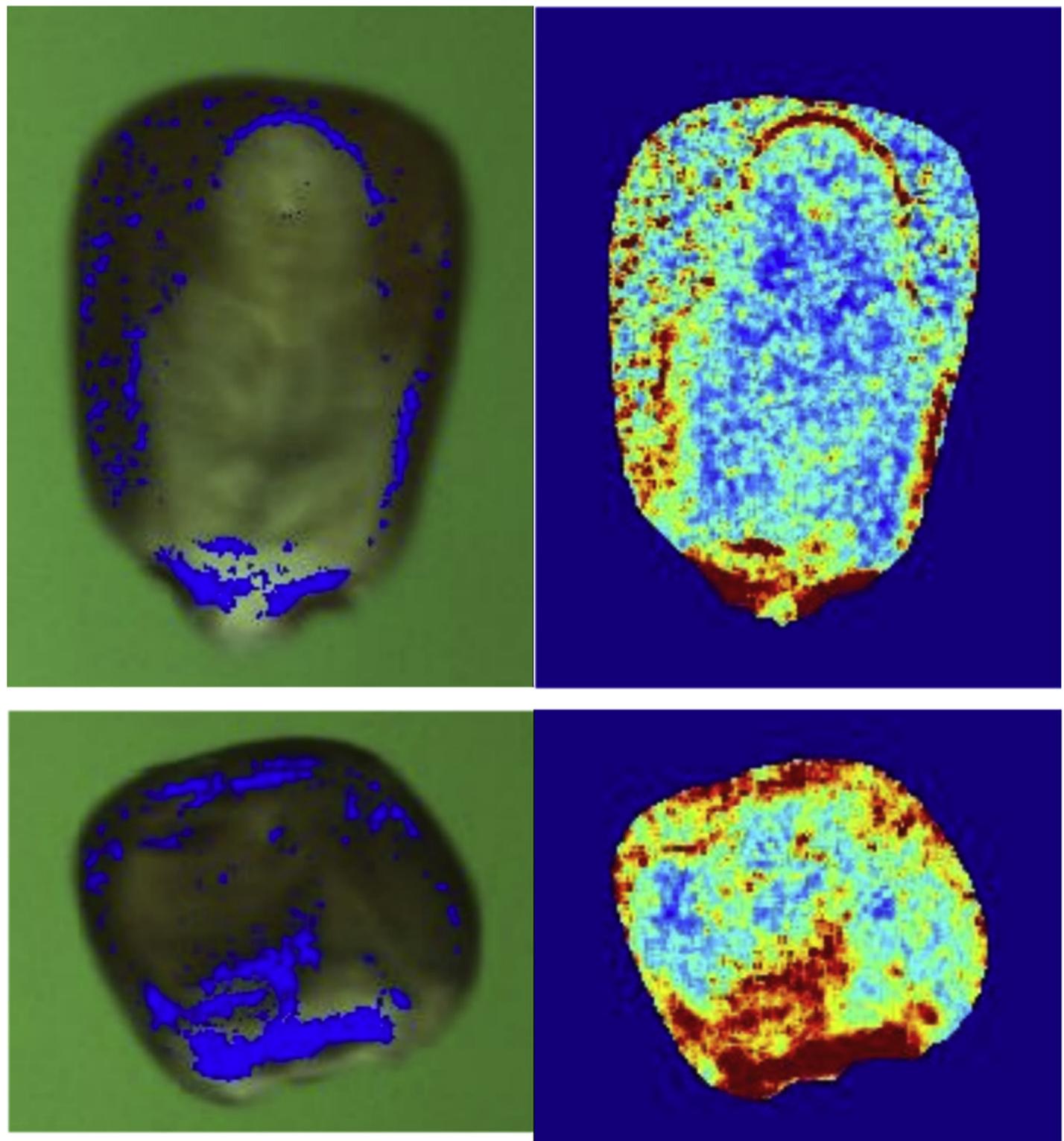 (PDF) Automatic corn (Zea mays) kernel inspection system using novelty ...
