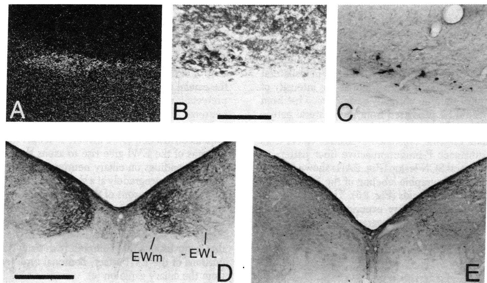 Hrp Neuron (PDF) Substance P-containing neurons of the avian suprachiasmatic ...