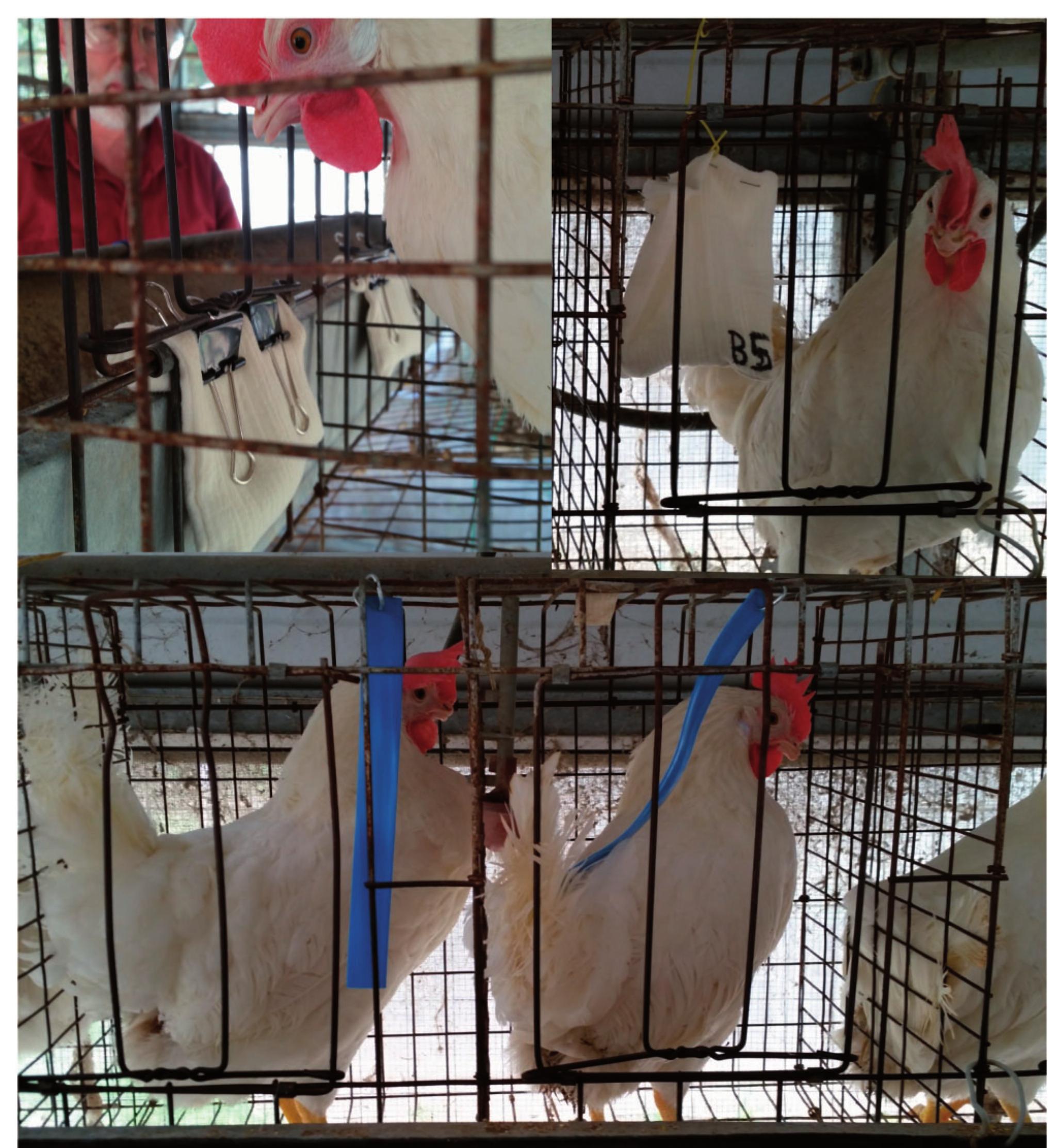 Fig. 1. Cotton gauze bags filled with sulfur were deployed by either clipping bags to the bottom of the inside of the cage door (top left) or by hanging from the tor of the cage (top right). Permethrin-impregnated strips were hung with metal rings from the top of the cage (bottom).