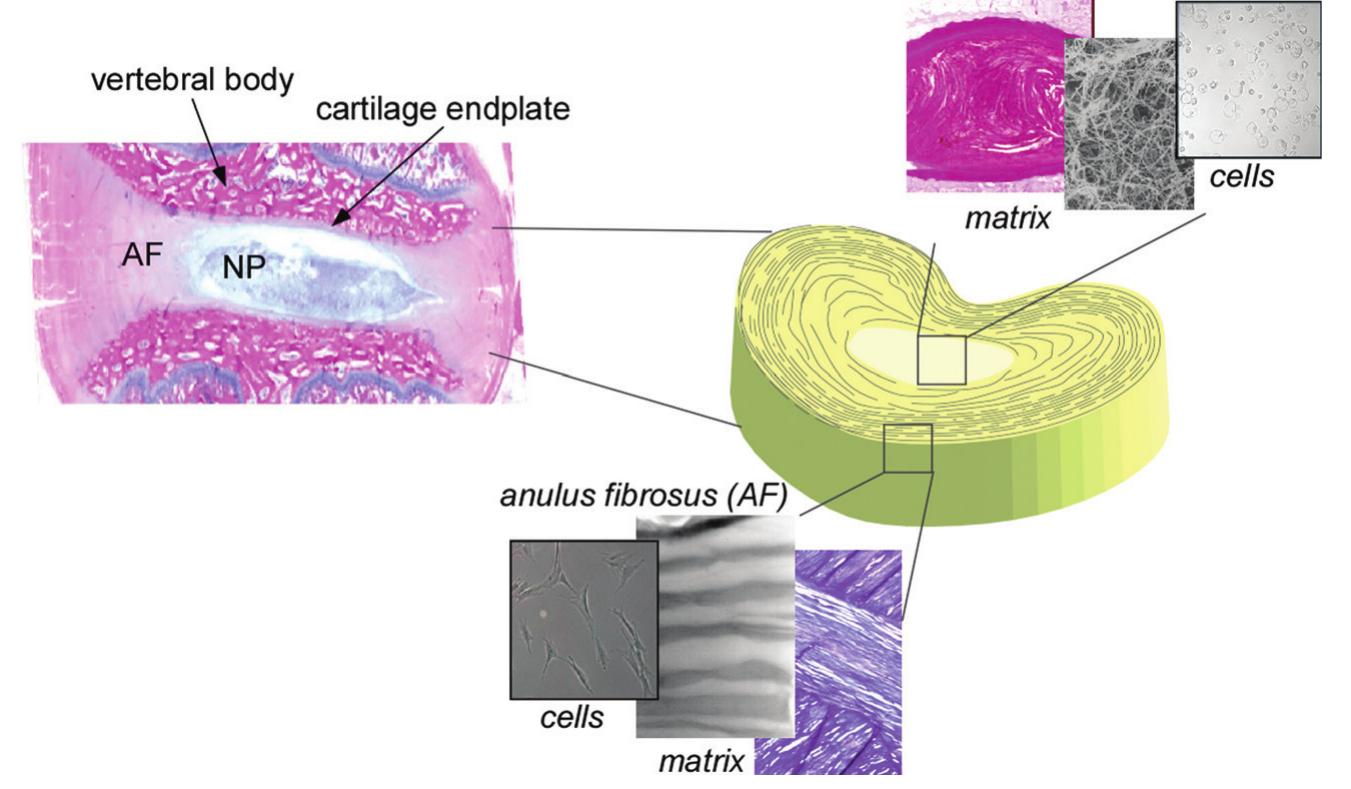 (PDF) The Role Of Extracellular Matrix Elasticity and Composition In ...