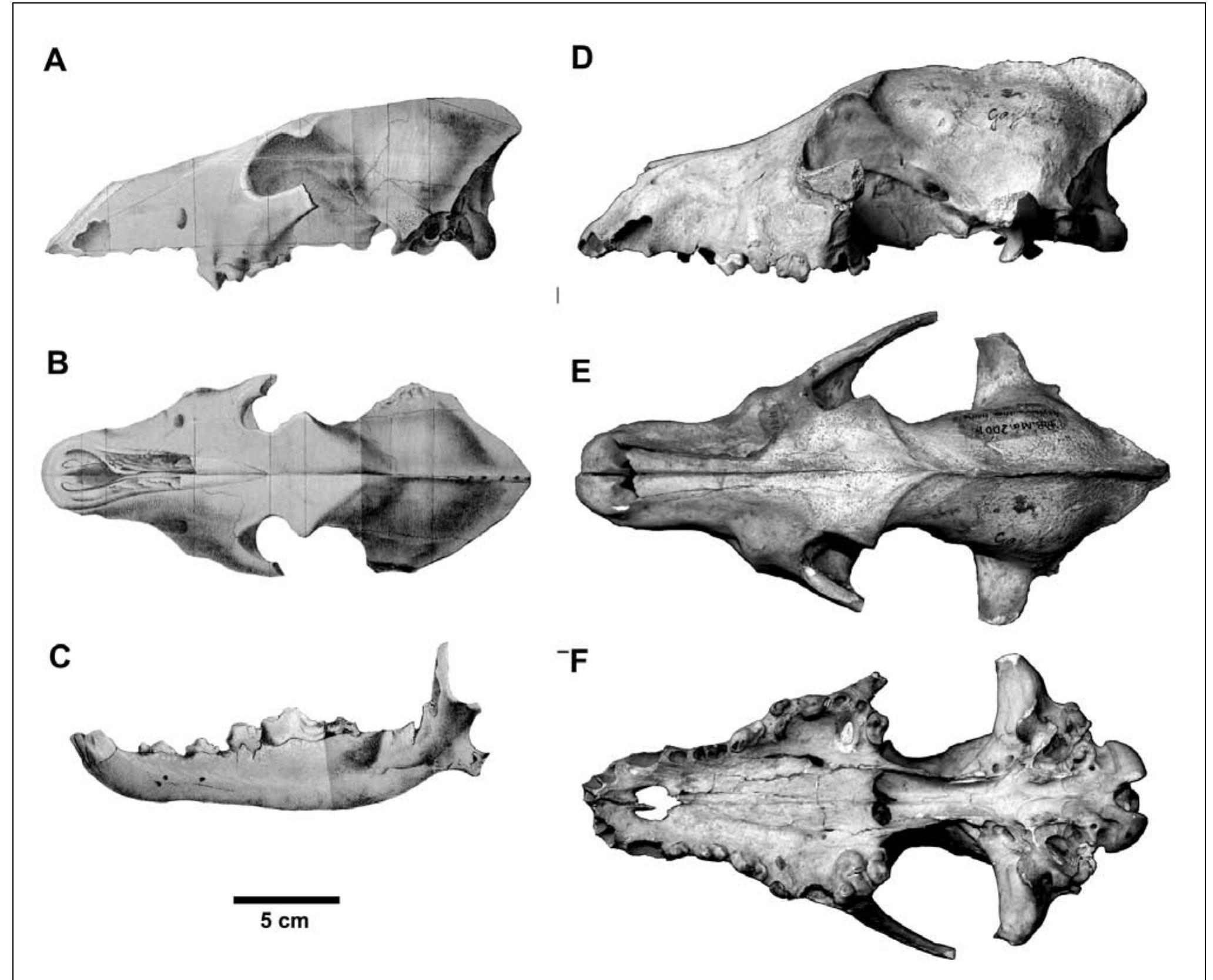 (PDF) Holotype skulls, stratigraphy, bone taphonomy and excavation ...