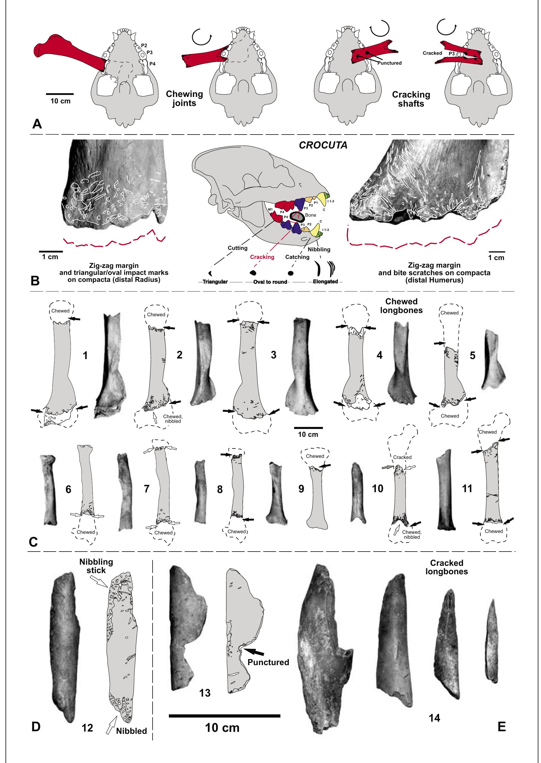 (PDF) Holotype skulls, stratigraphy, bone taphonomy and excavation ...