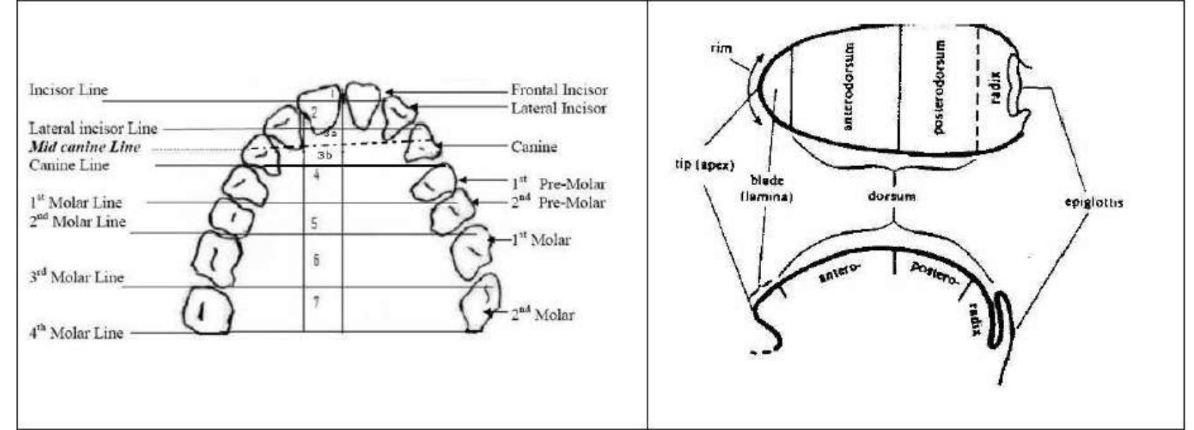 Different methods exist to determine different articulatory zones. In the present work, the place of articulation is identified with reference to the dentition plan proposed by Firth 1948) with a slight modification on my part. Unlike Firth’s original plan, mid-canine line is introduced between lateral incisor and canine line, reducing hence alveolar region figure | left). The modified reduced alveolar zone corresponds to the alveolar zone proposed by Ladefoged and Maddieson (1996) where this zone denotes only the front part of the alveolar ridge. Table 4 summarizes the criteria which help us to define different places of articulation used in this work.  
