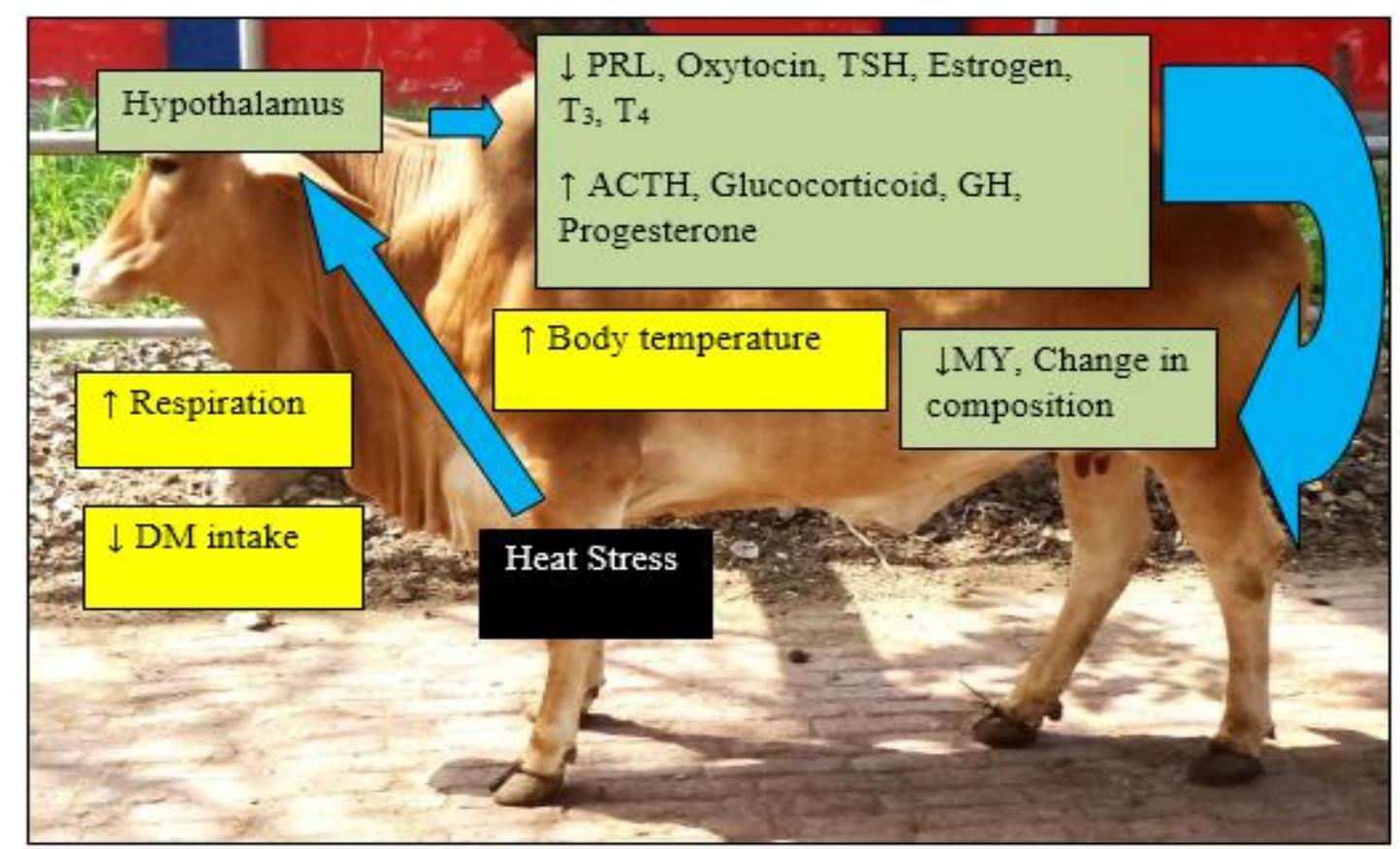 Figure 3 - from Role of hormones in persistency of