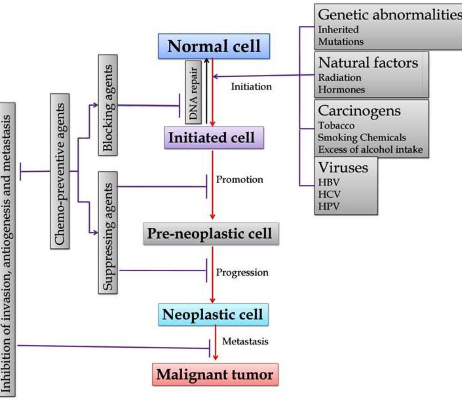 Phases of carcinogenesis. carcinogenesis can be classified